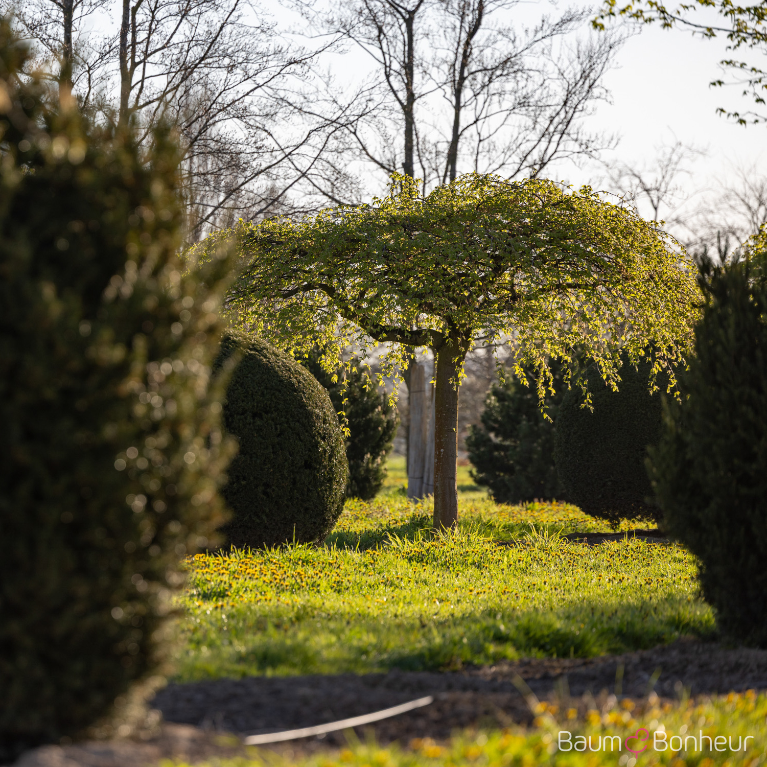 Carpinus betulus 'Pendula'