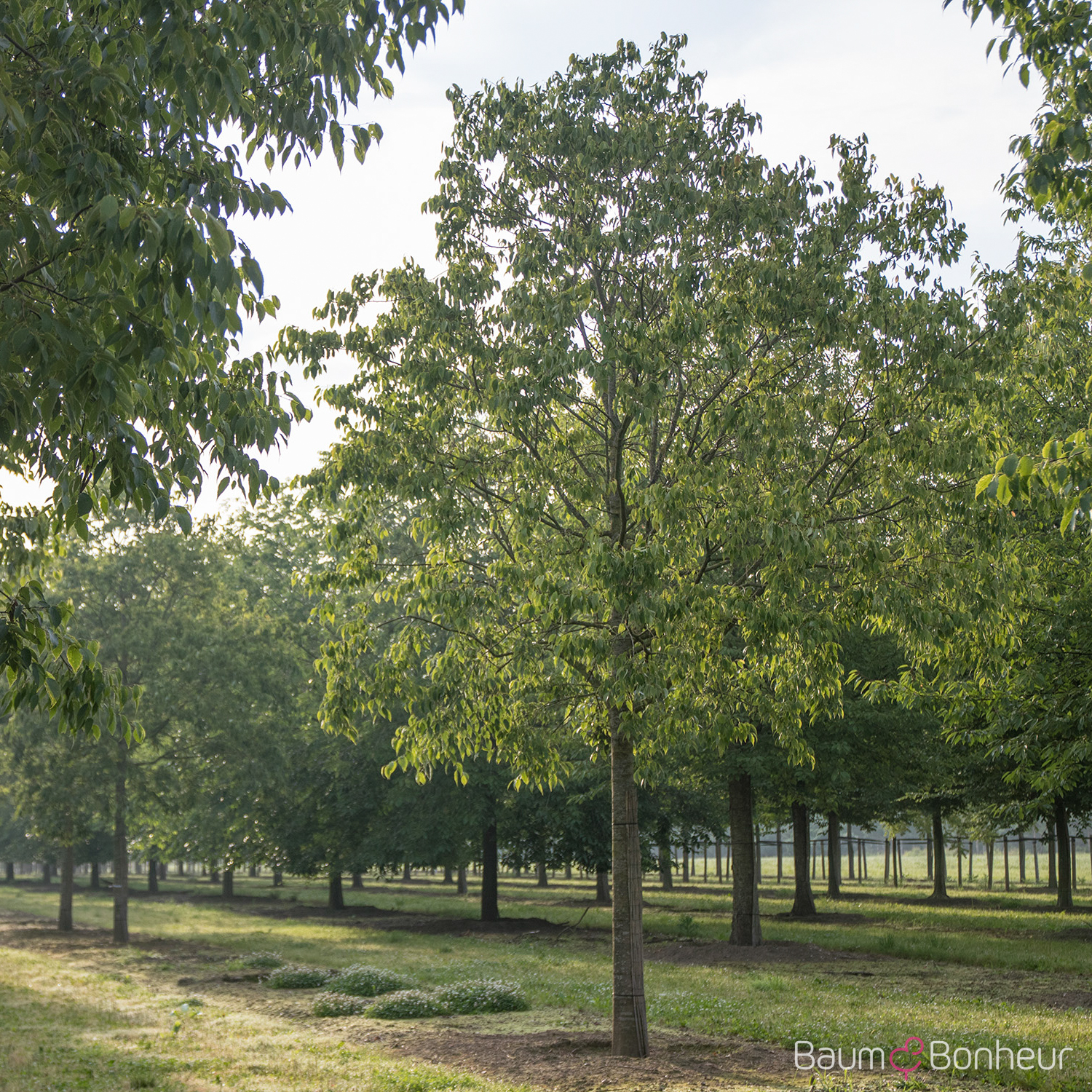 Celtis australis