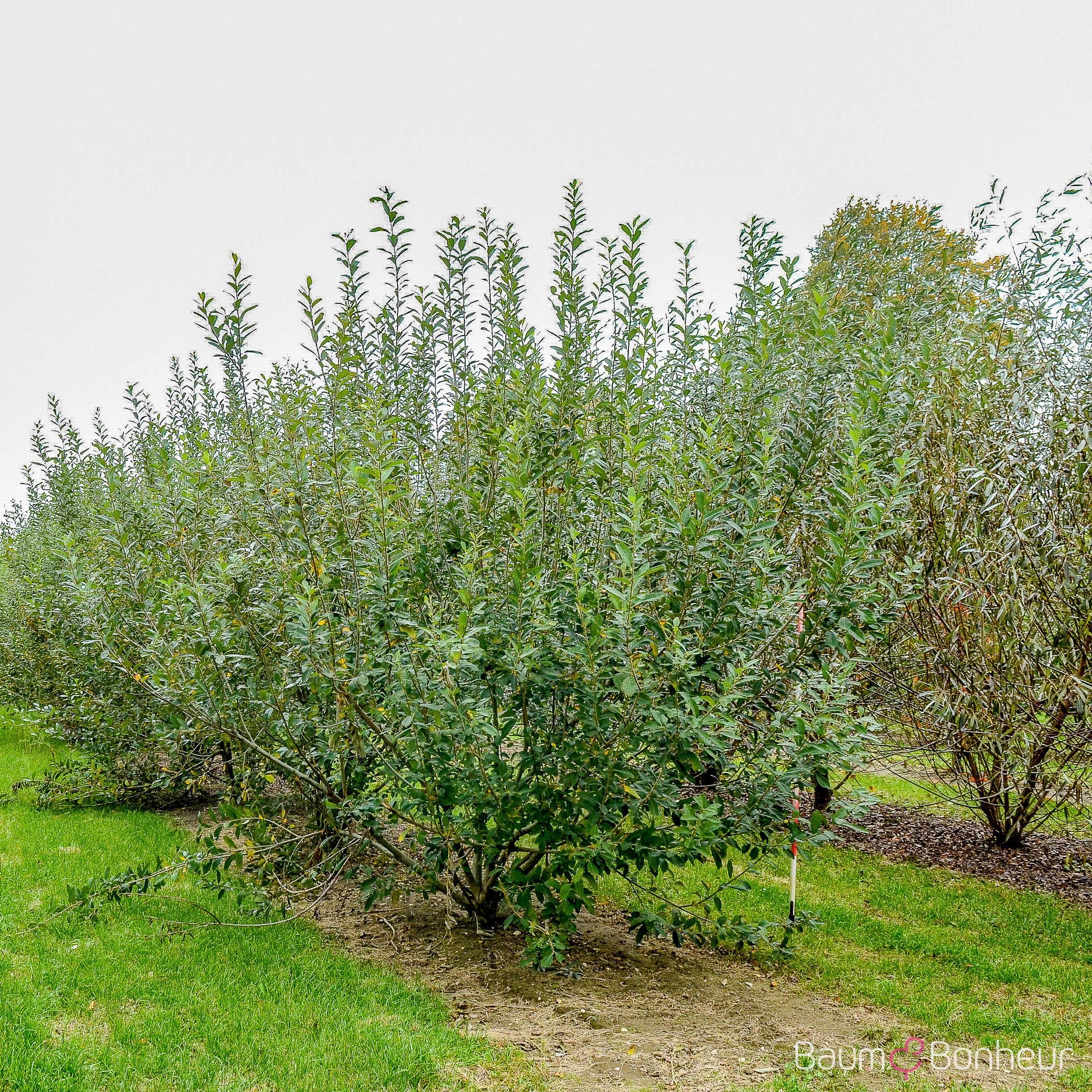 Salix caprea