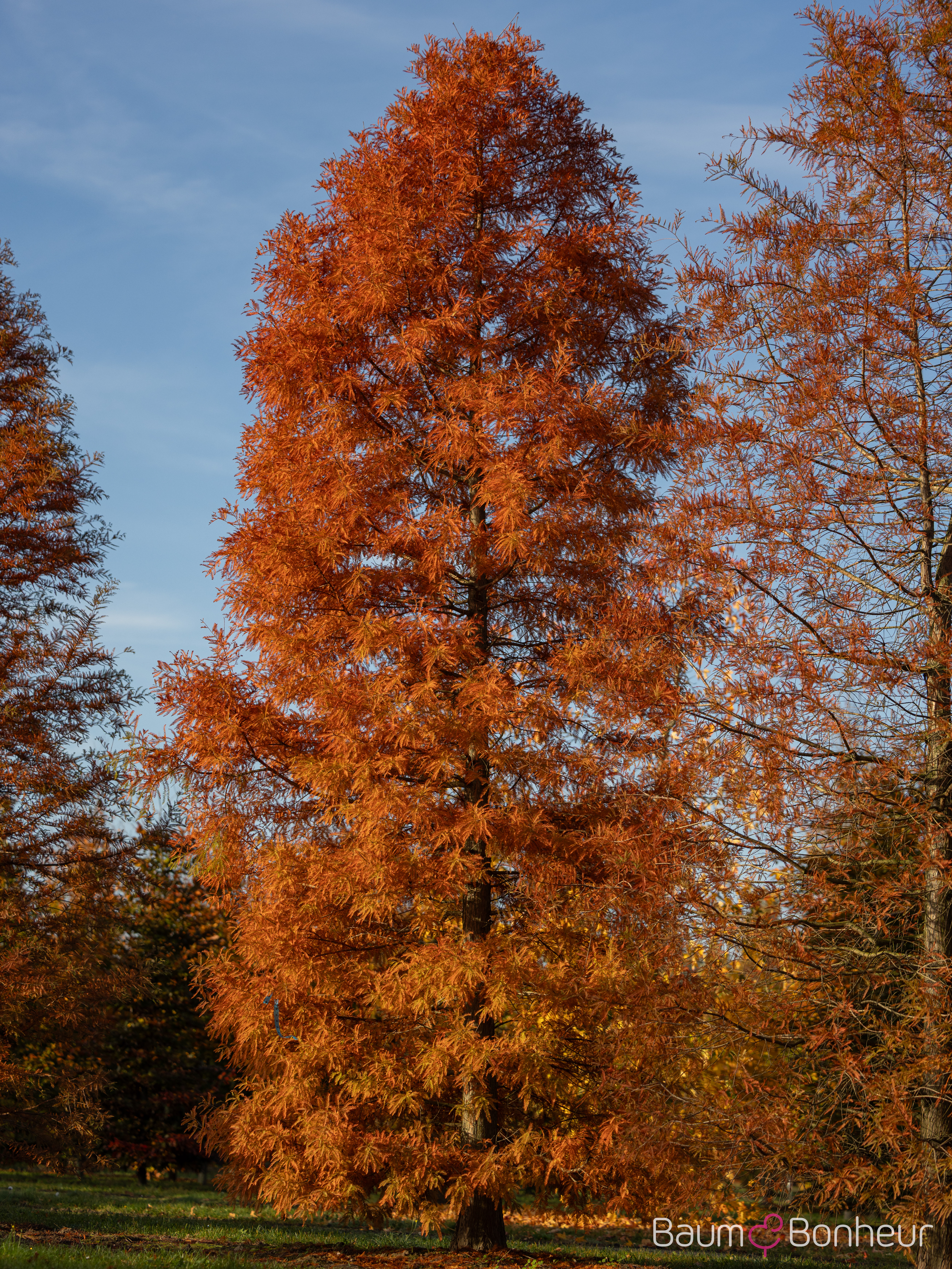 Taxodium distichum
