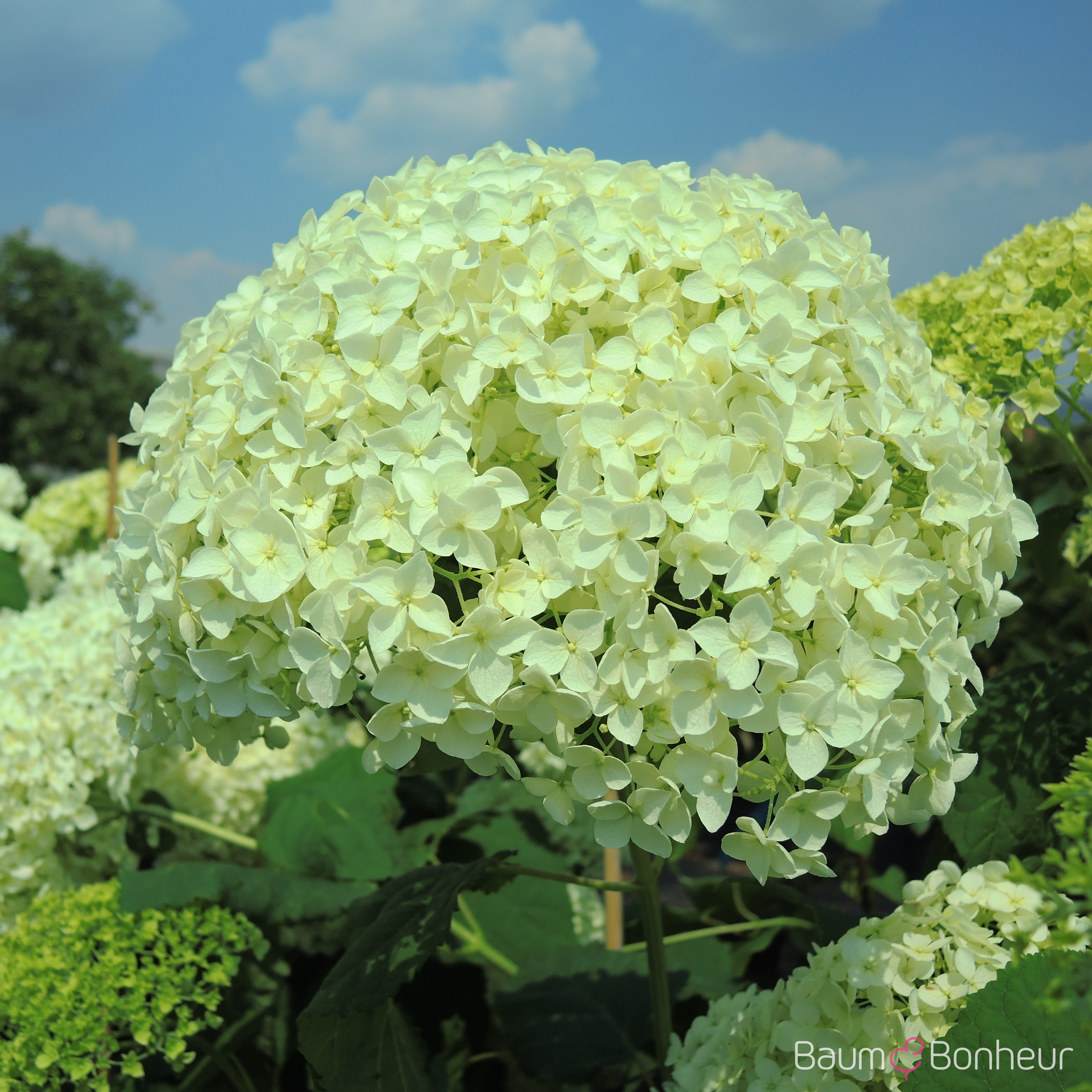 Hydrangea arborescens 'Grandiflora'