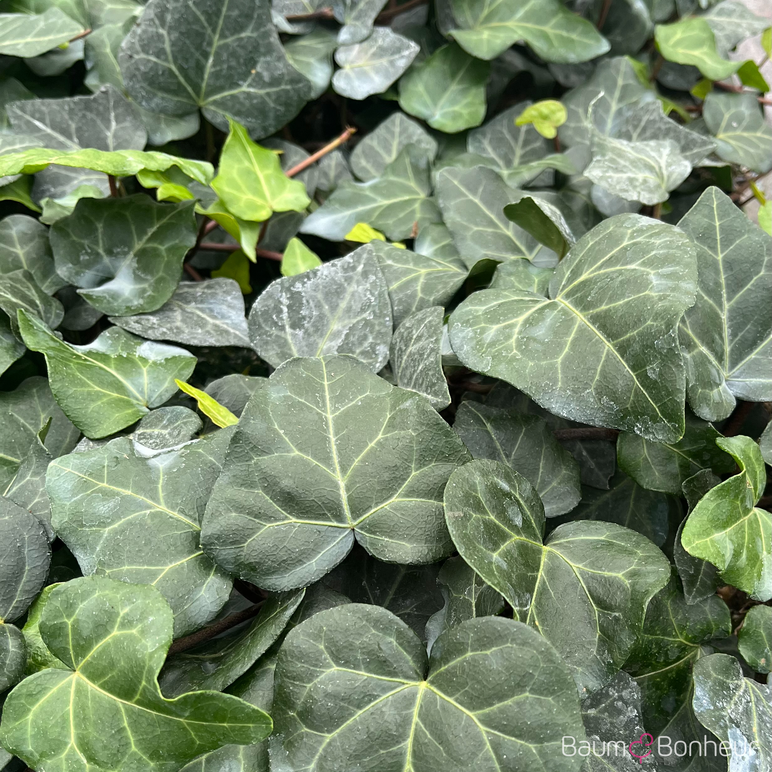 Hedera helix 'Woerner'
