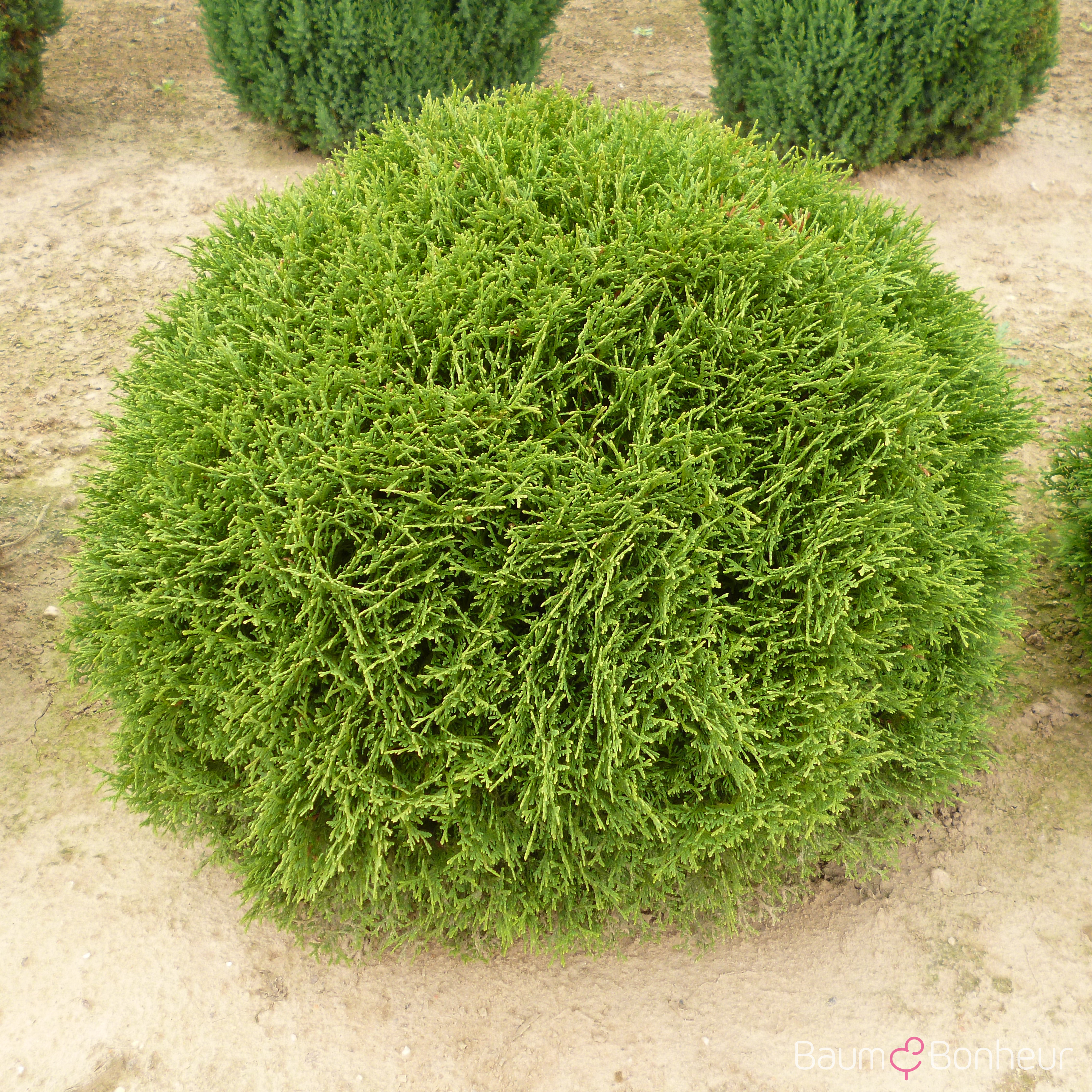 Thuja occidentalis 'Tiny Tim'