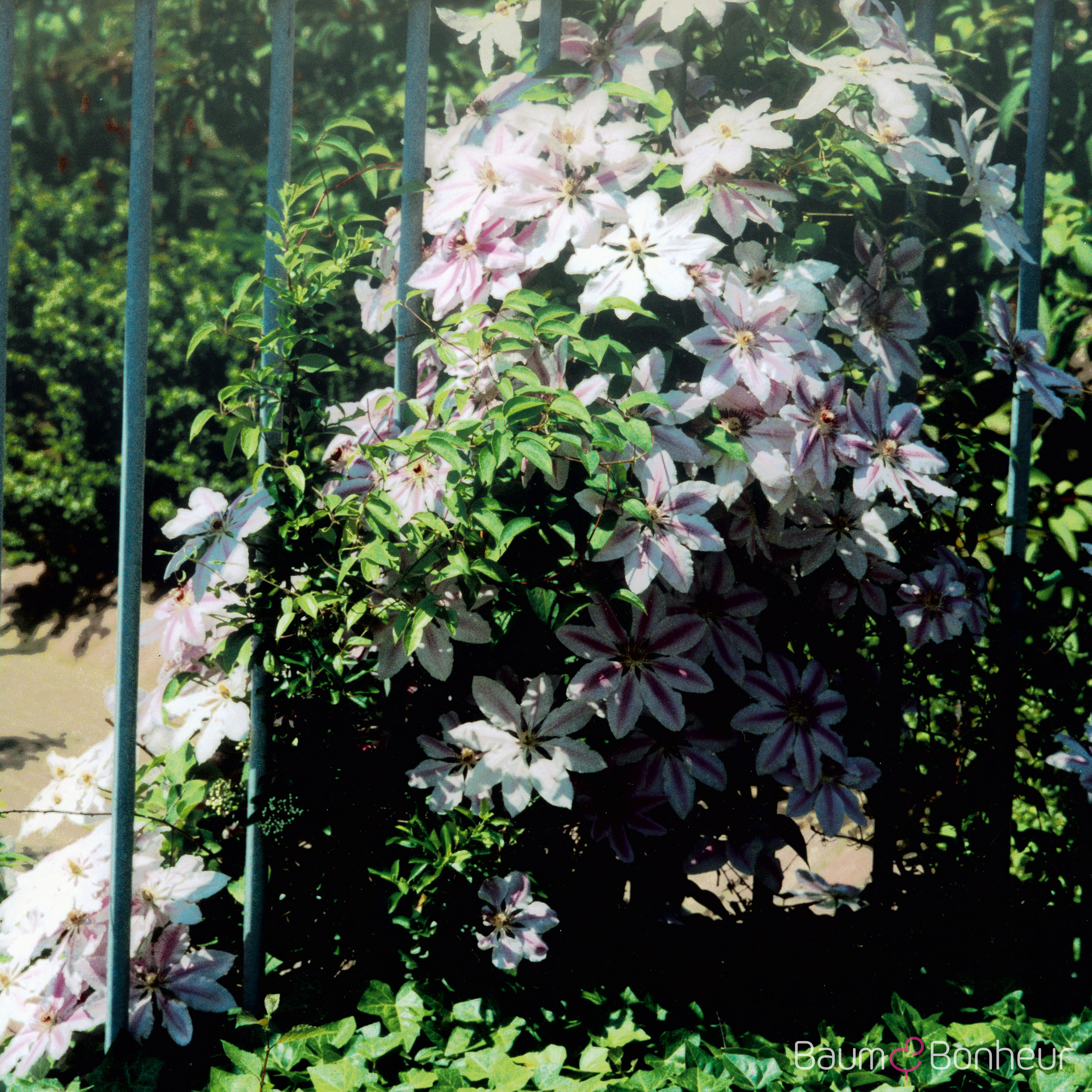 Clematis 'Nelly Moser'