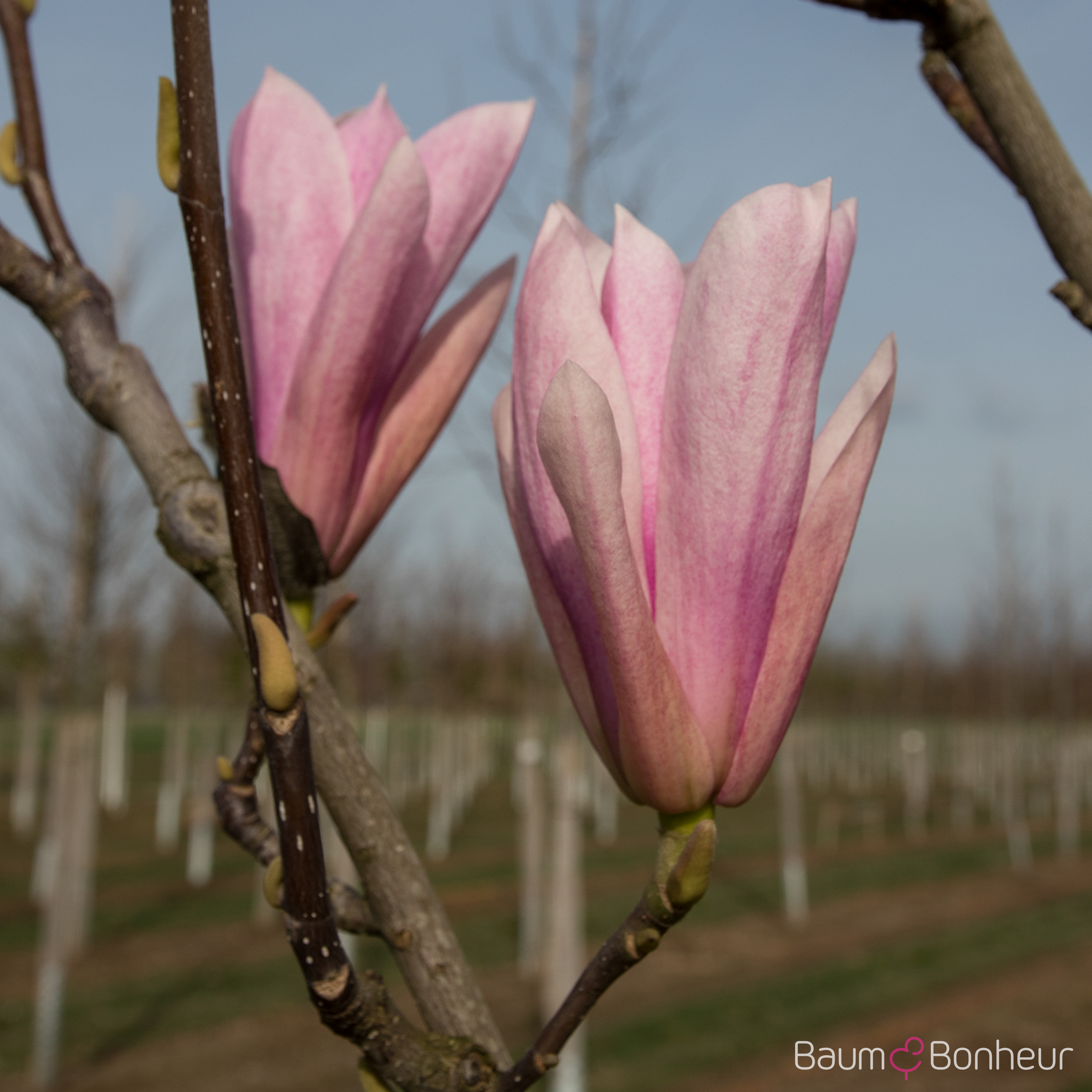 Magnolia soulangeana 'Heaven Scent'