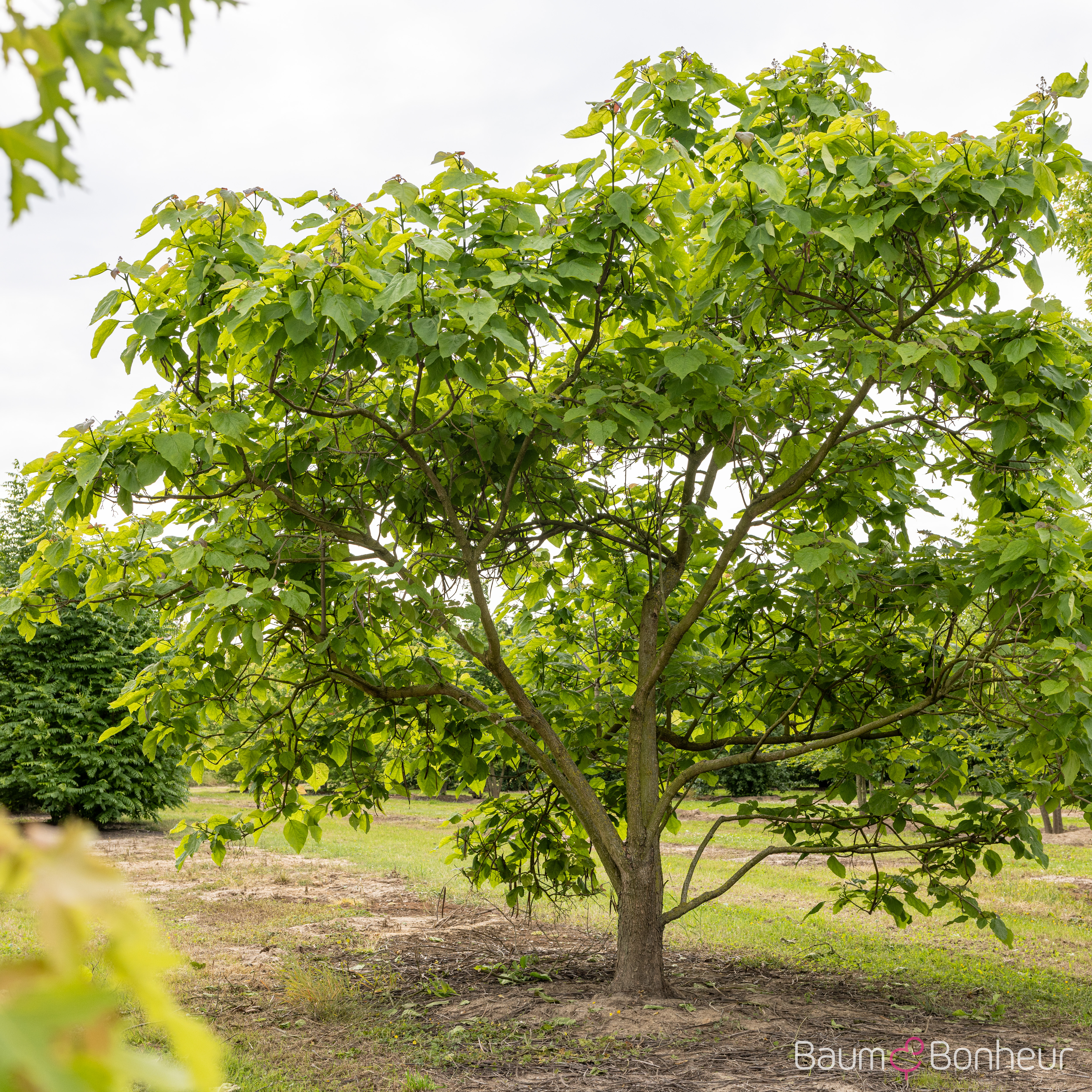 Catalpa bignonioides