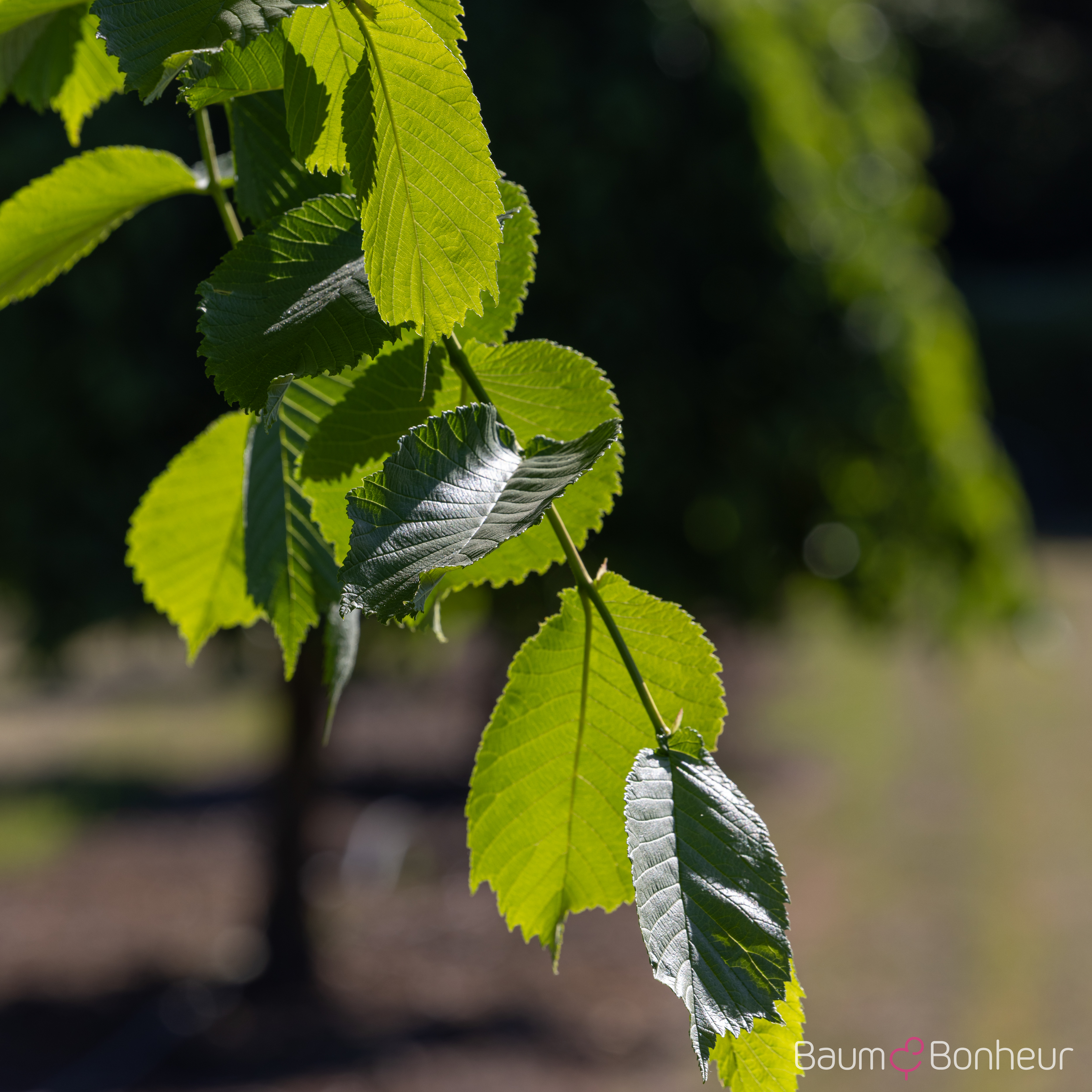 Ulmus glabra 'Camperdownii'