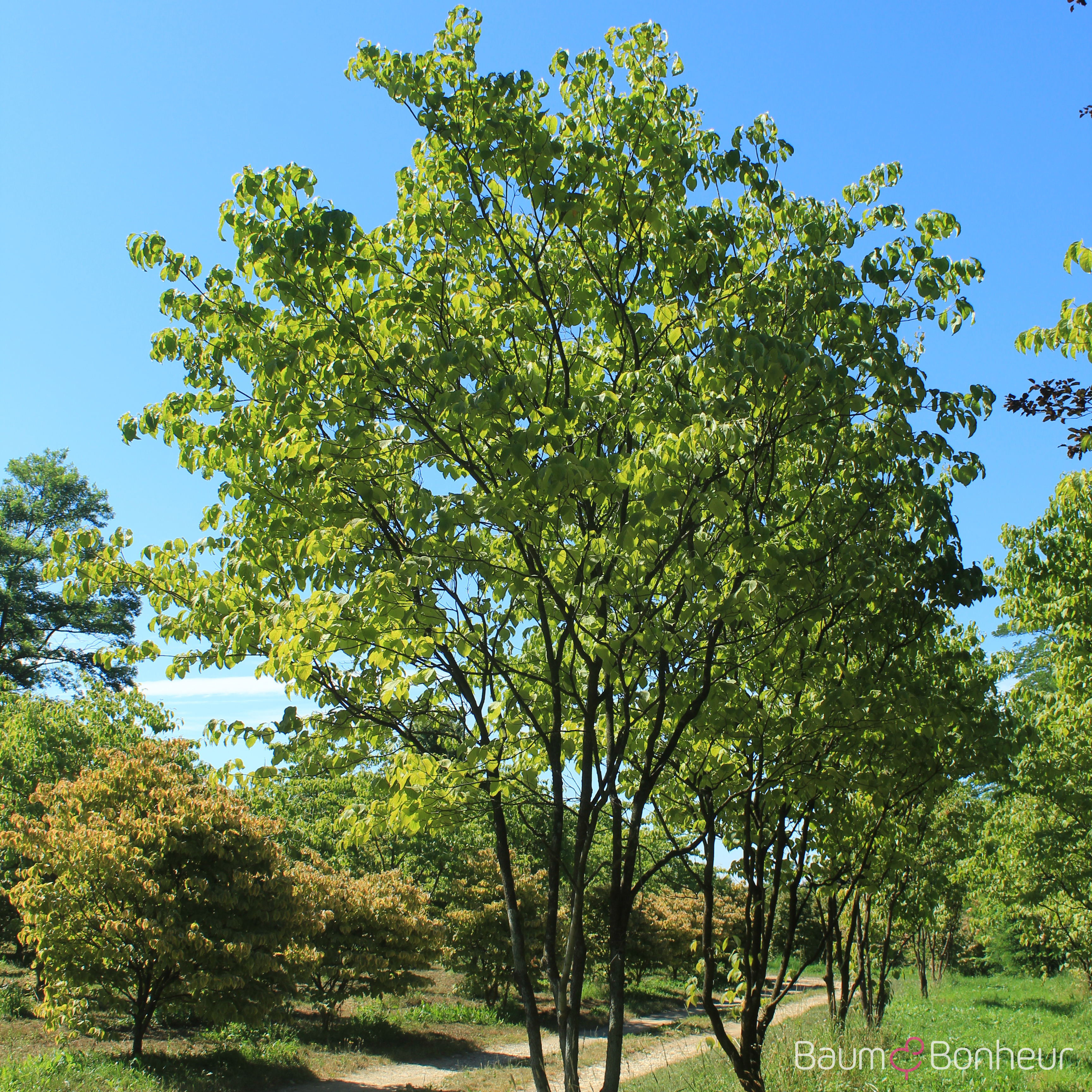 Cornus florida