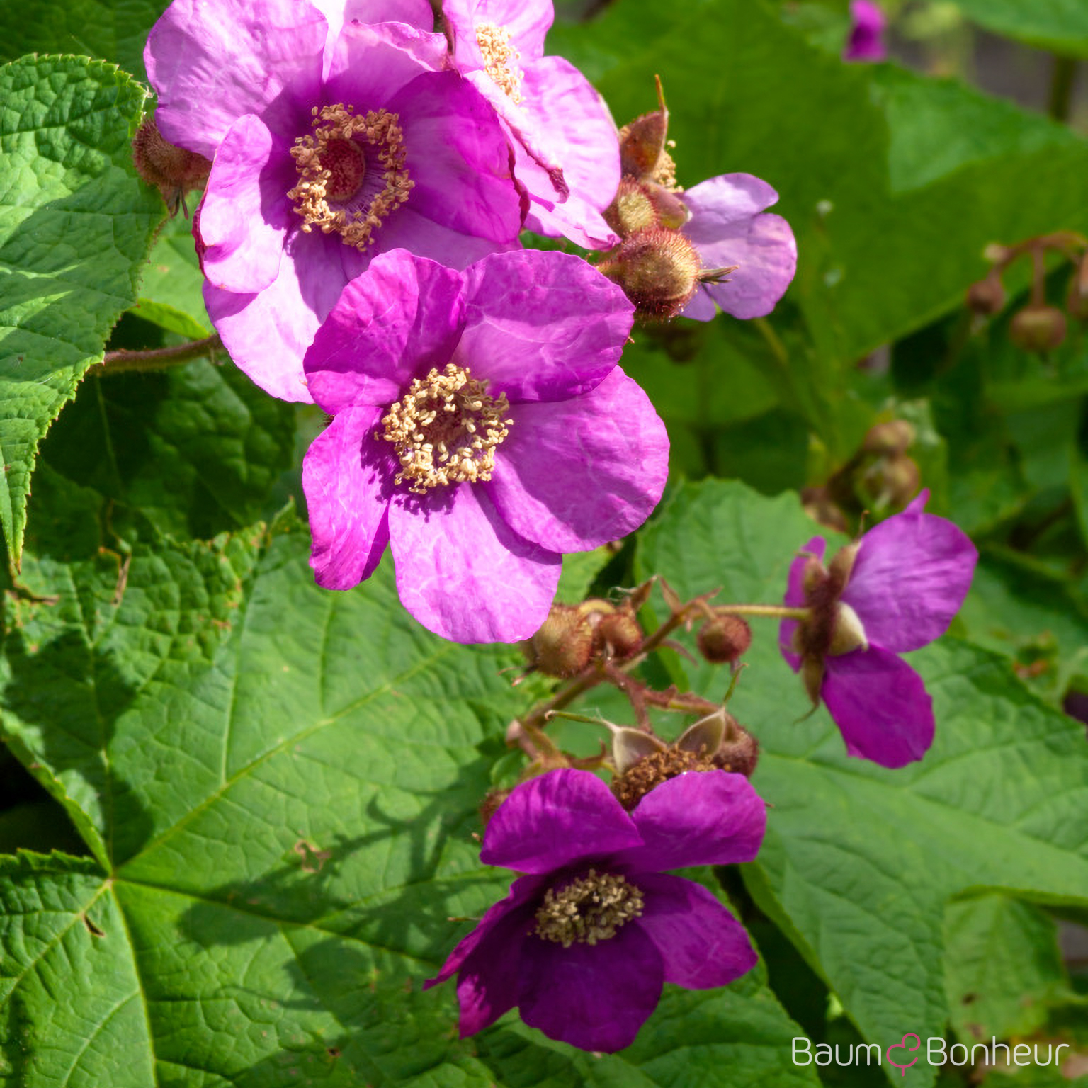 Rubus odoratus