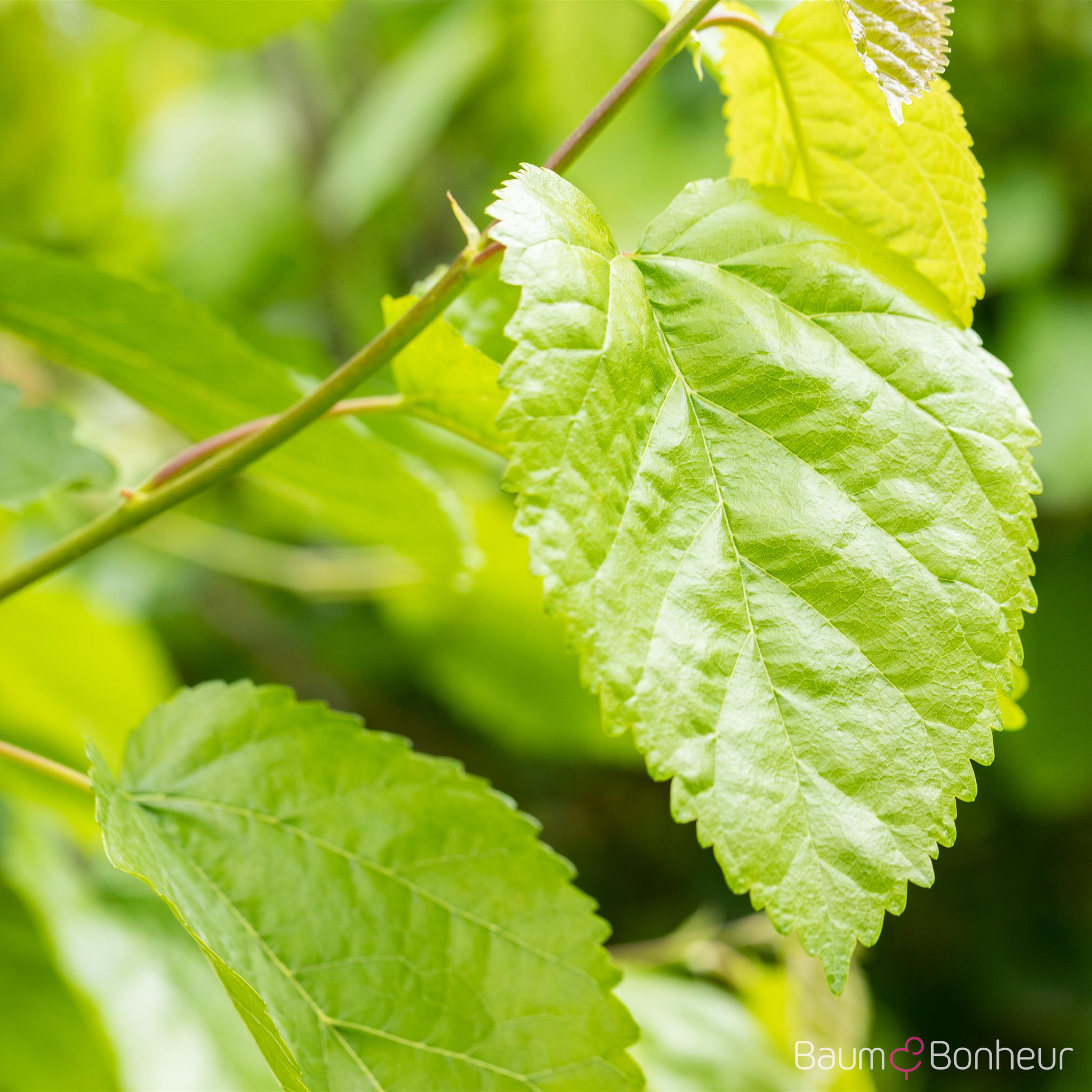 Morus alba