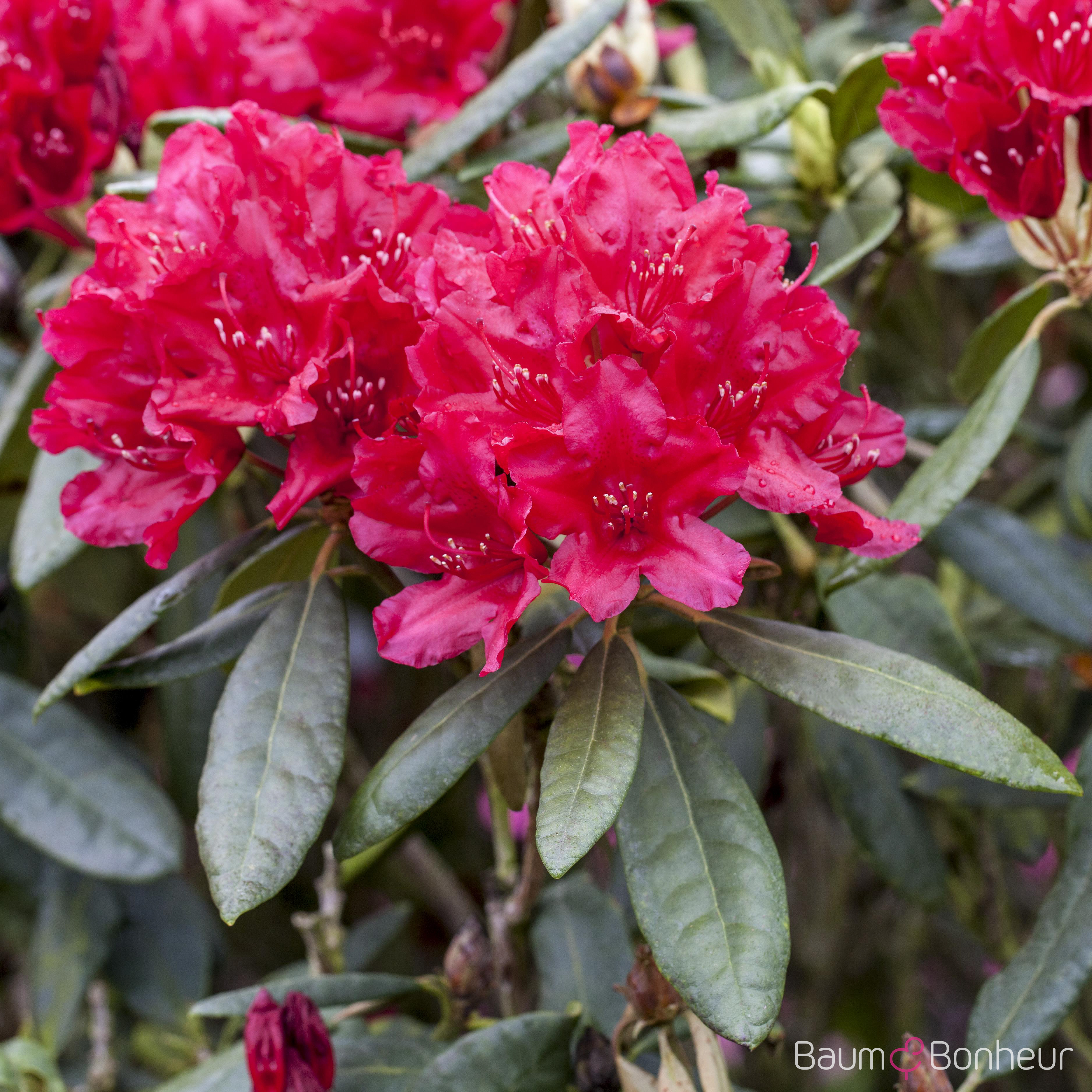 Rhododendron 'Hachmann‘s Feuerschein'®