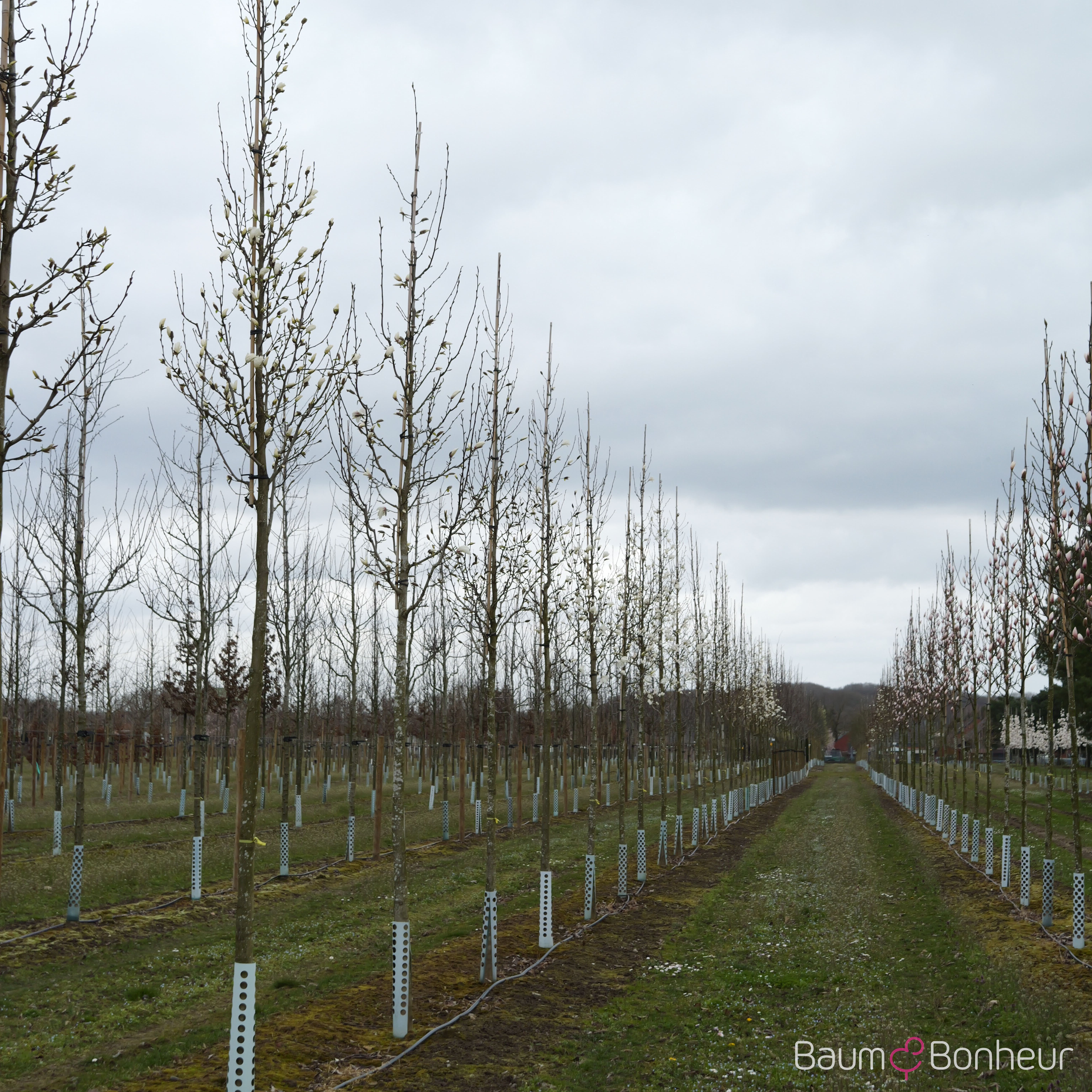 Magnolia kobus 'Isis'