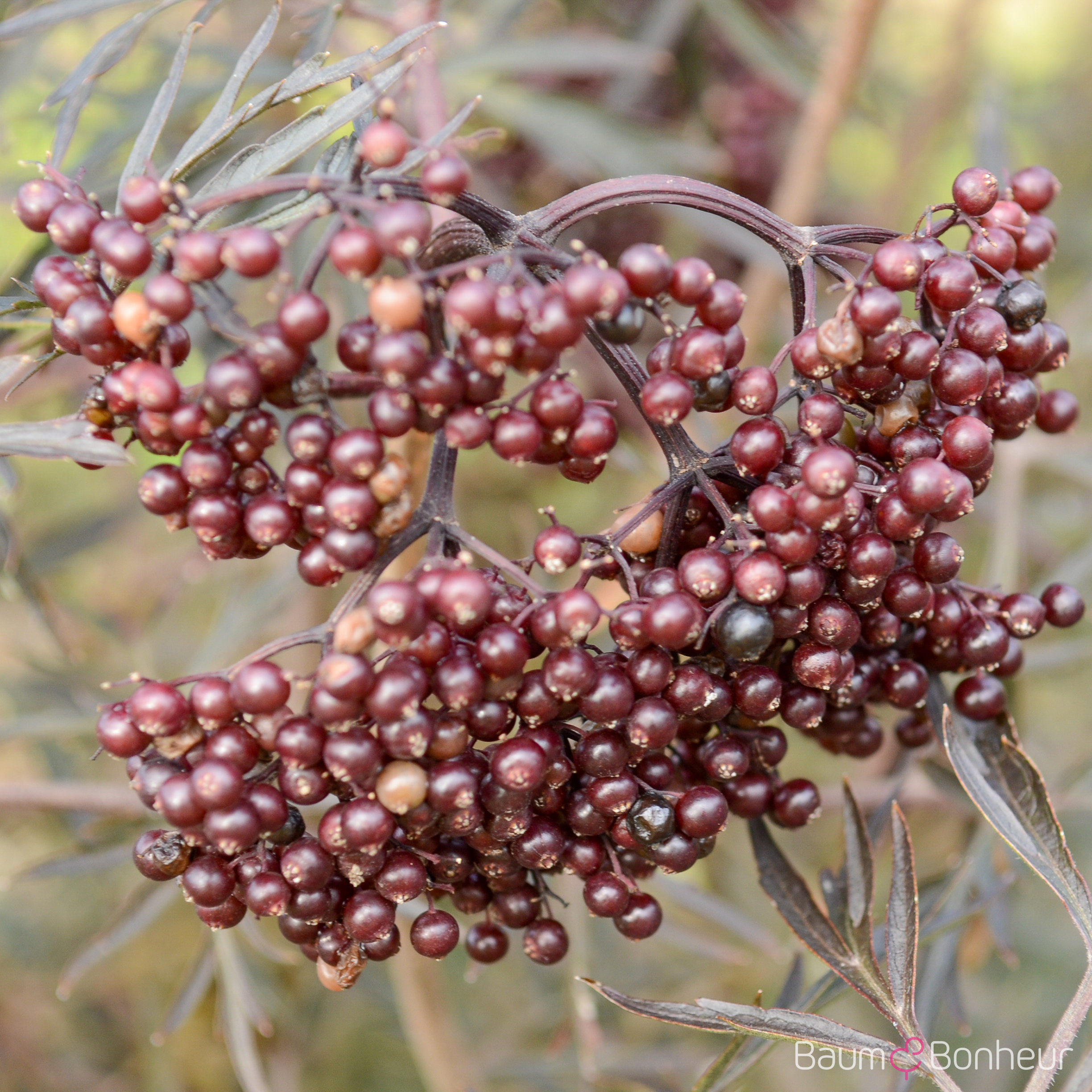 Sambucus nigra 'Black Lace' -R--S-