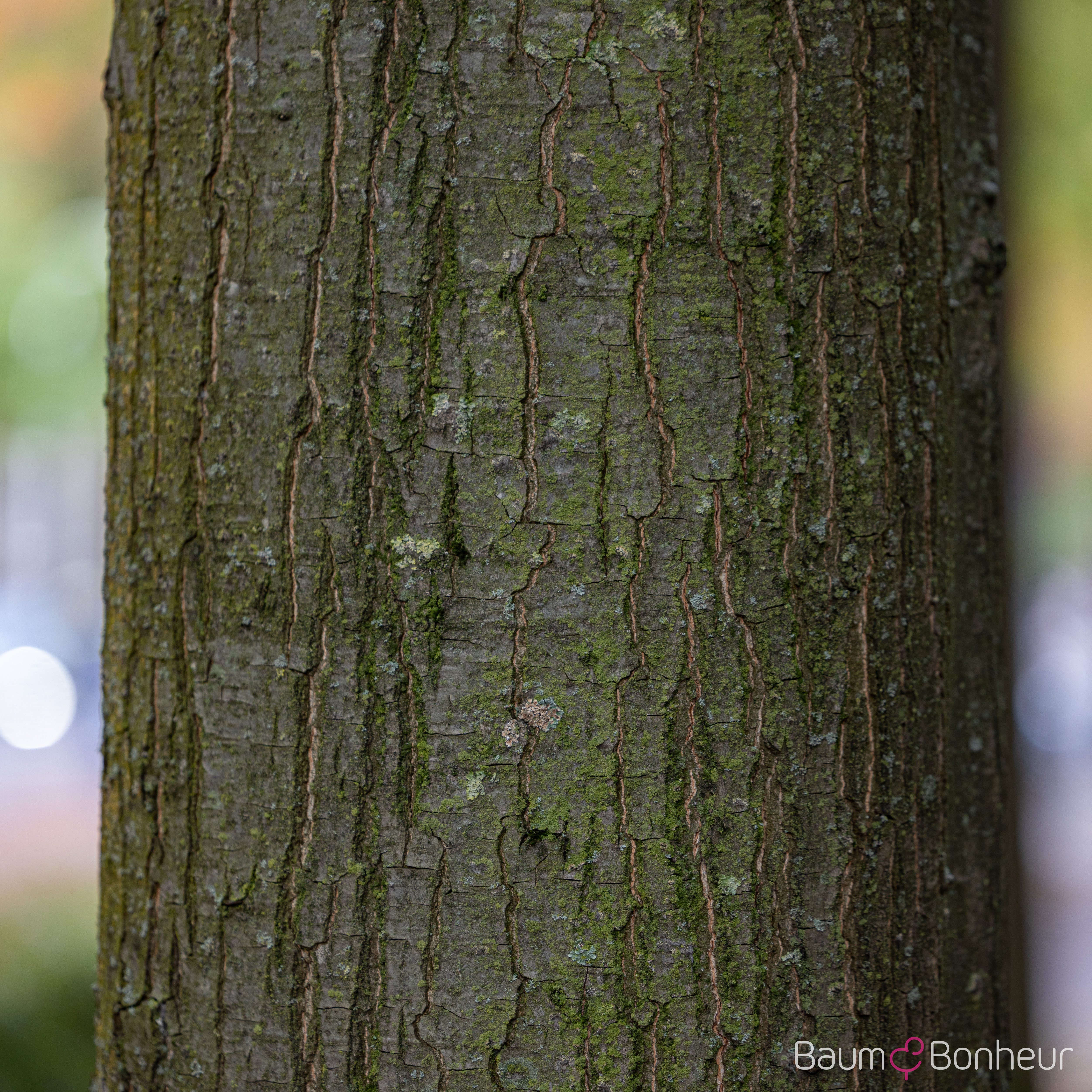 Quercus palustris