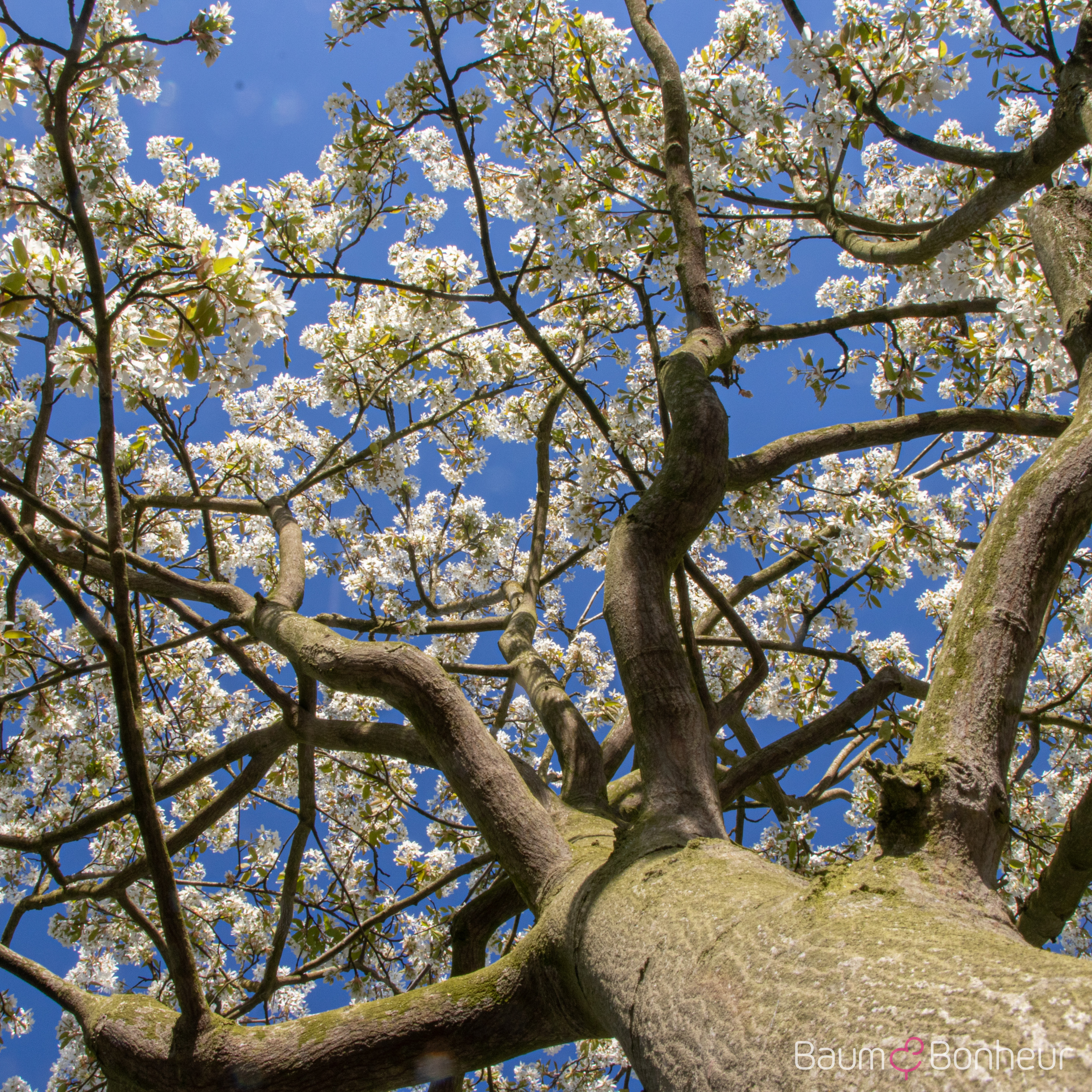 Amelanchier 'Ballerina'