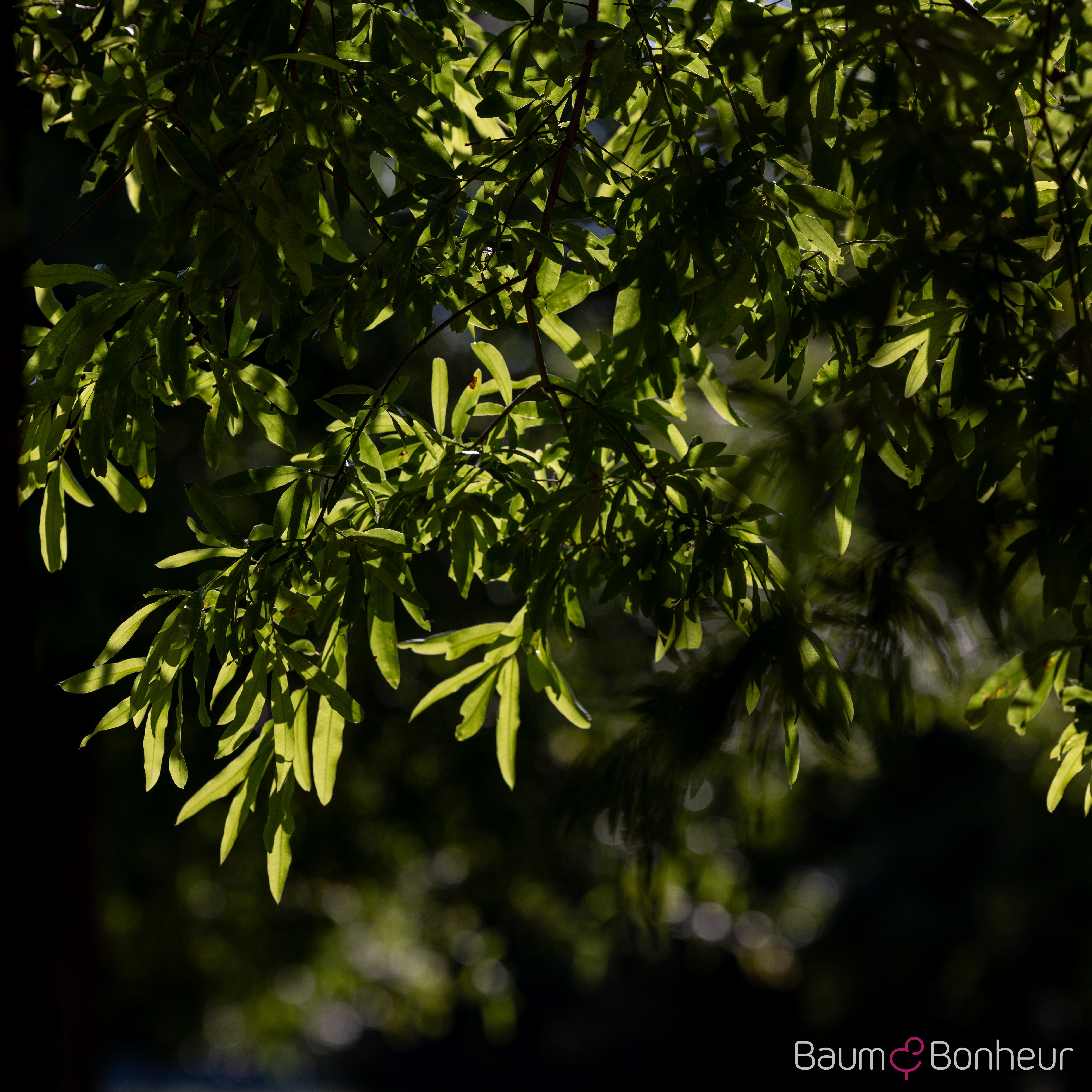 Quercus phellos