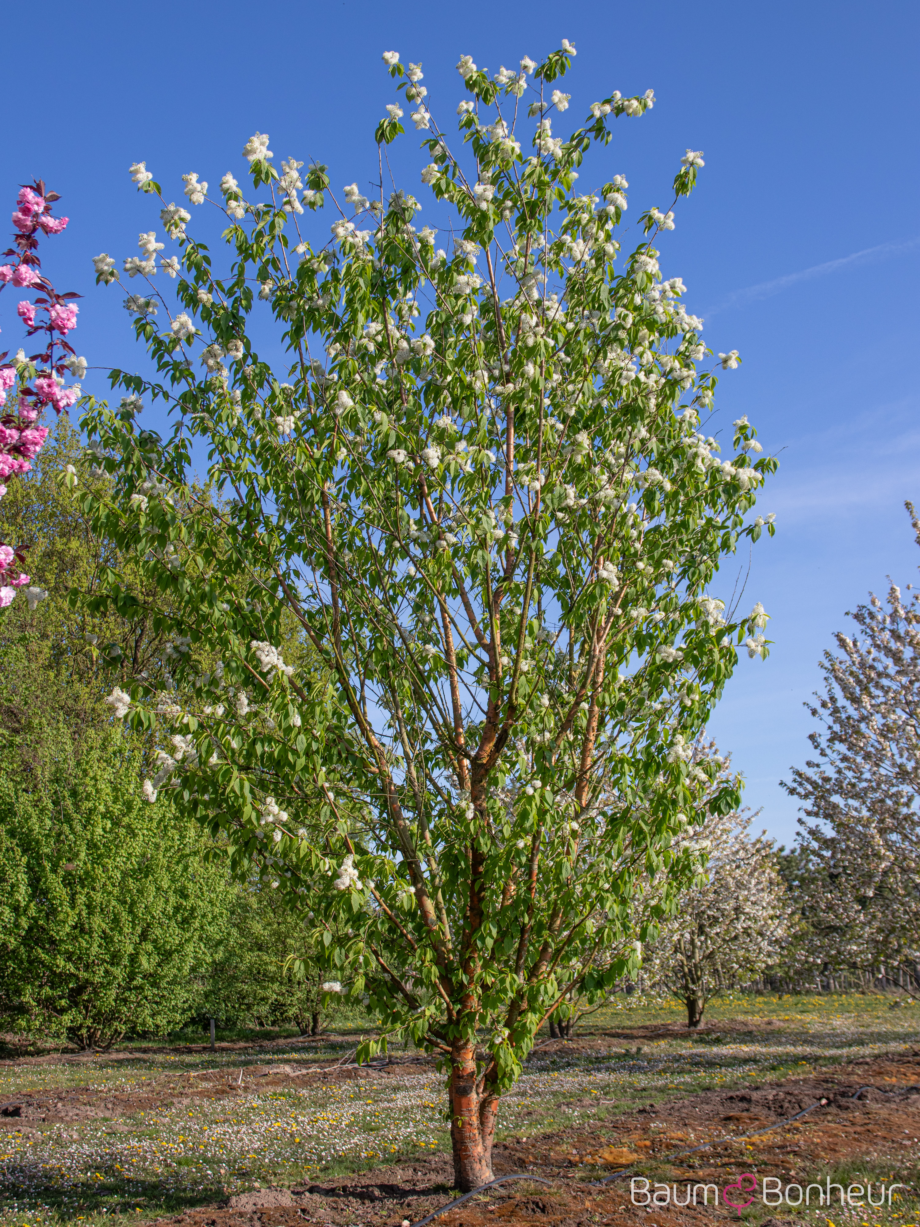 Prunus maackii 'Amber Beauty'