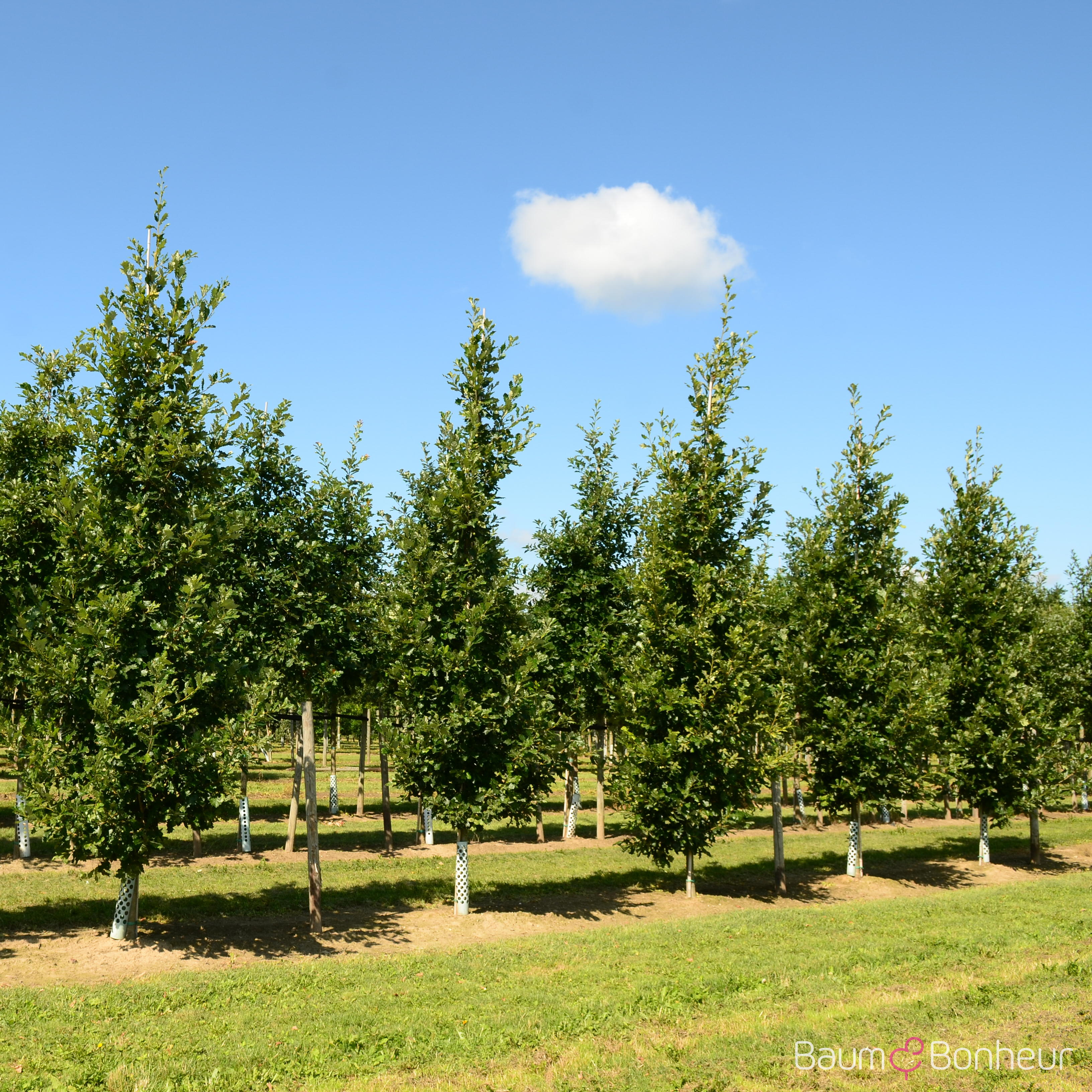 Quercus macdanielii 'Heritage' -R-