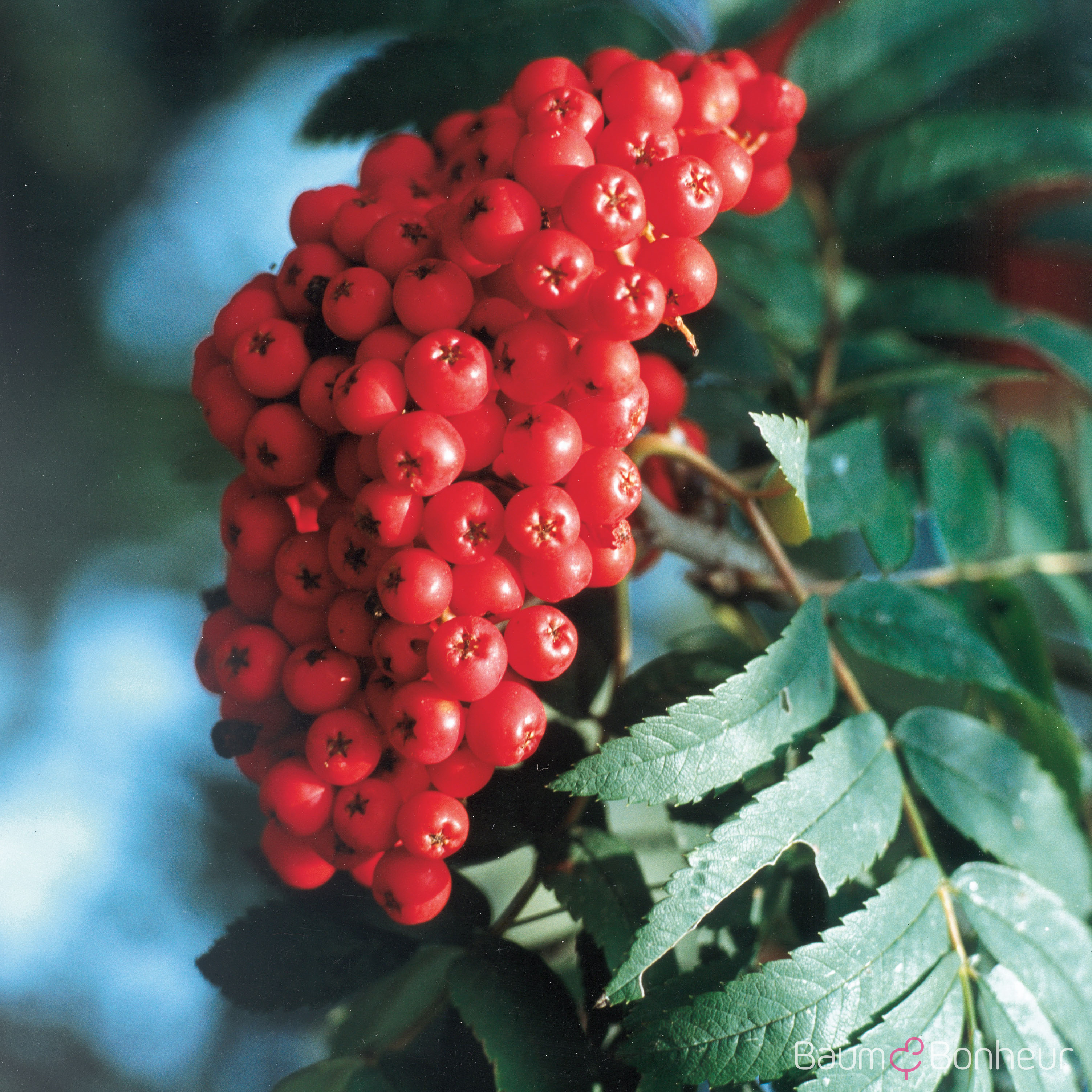 Sorbus aucuparia 'Edulis'