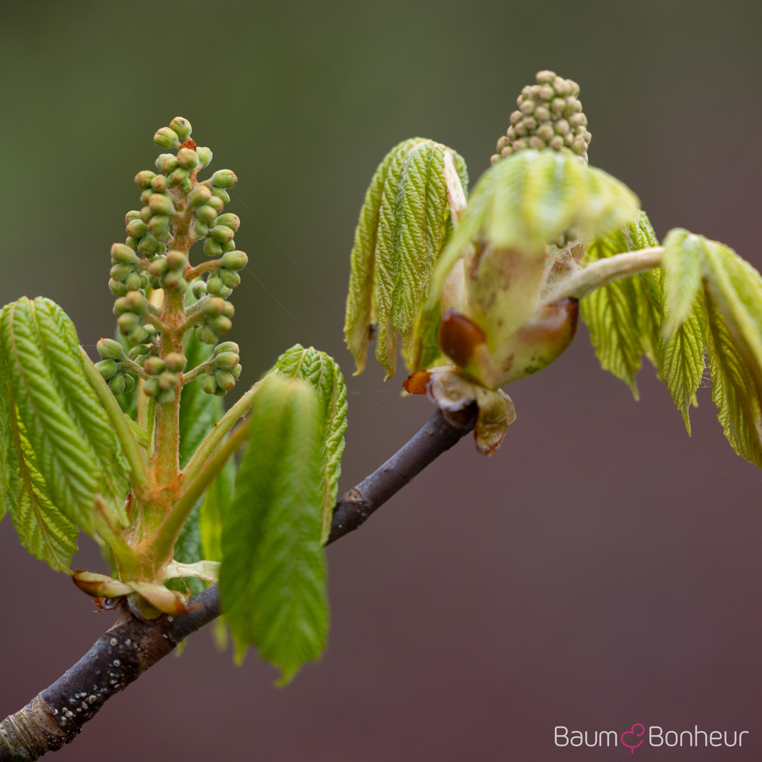 Aesculus hippocastanum