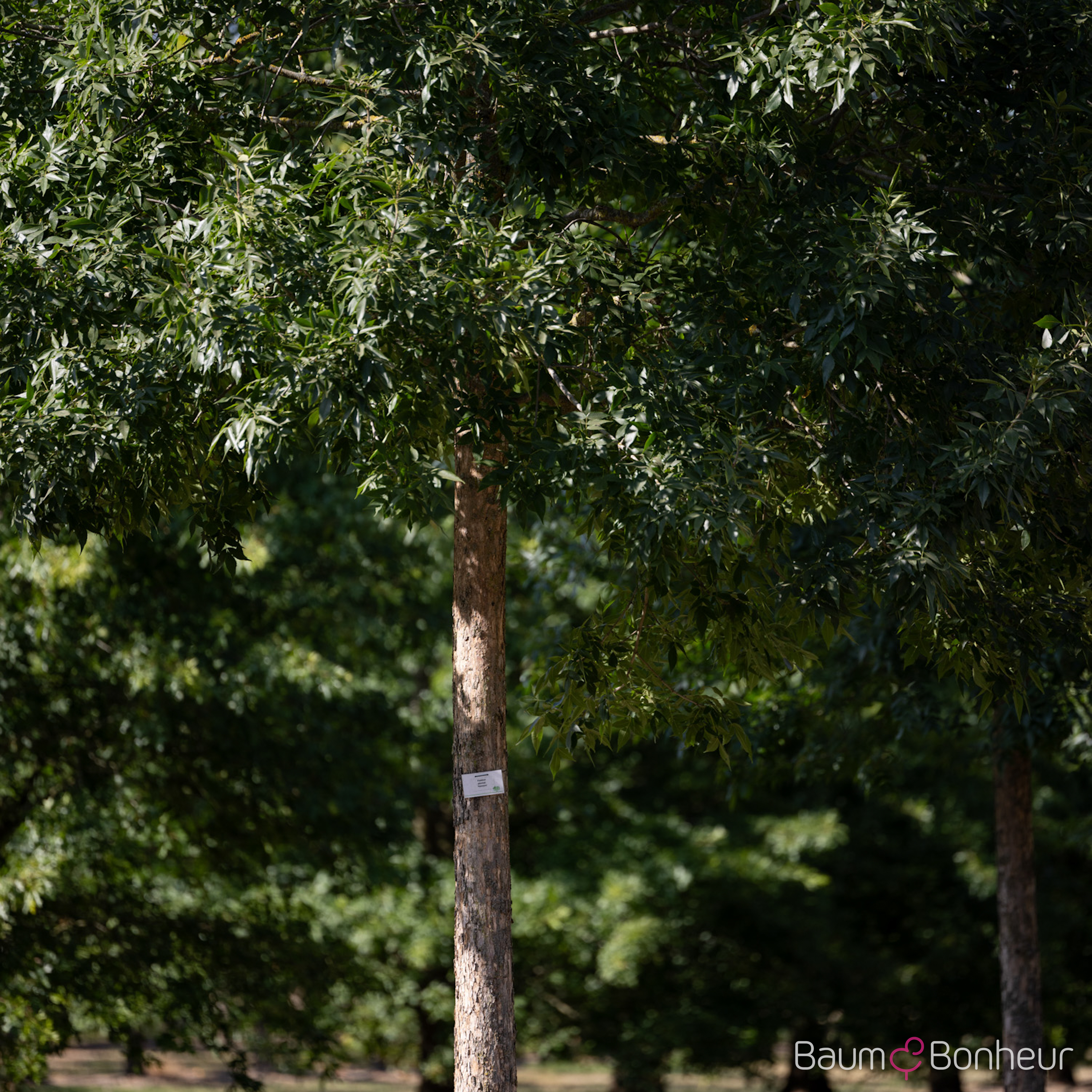Fraxinus pennsylvanica 'Patmore'