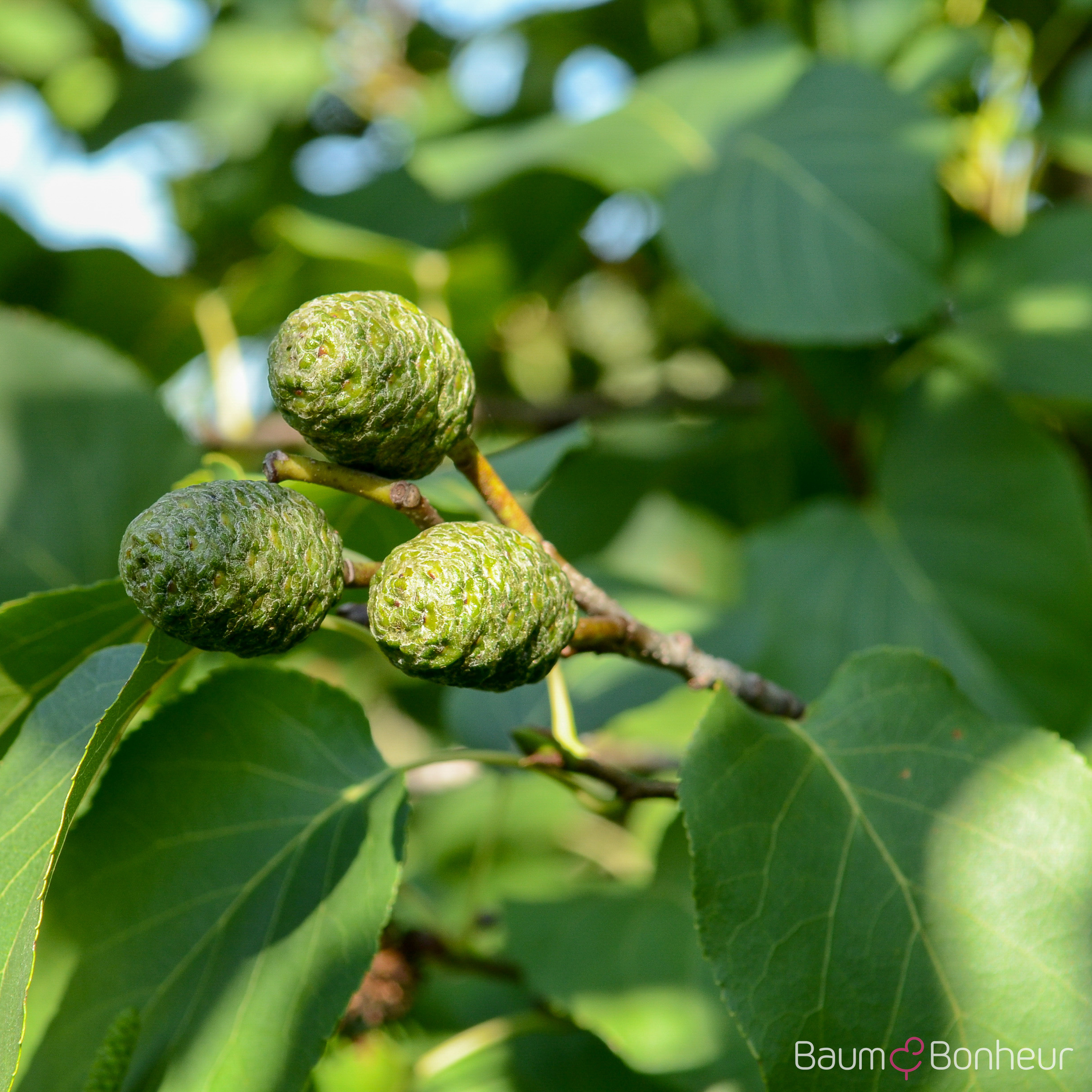Alnus cordata