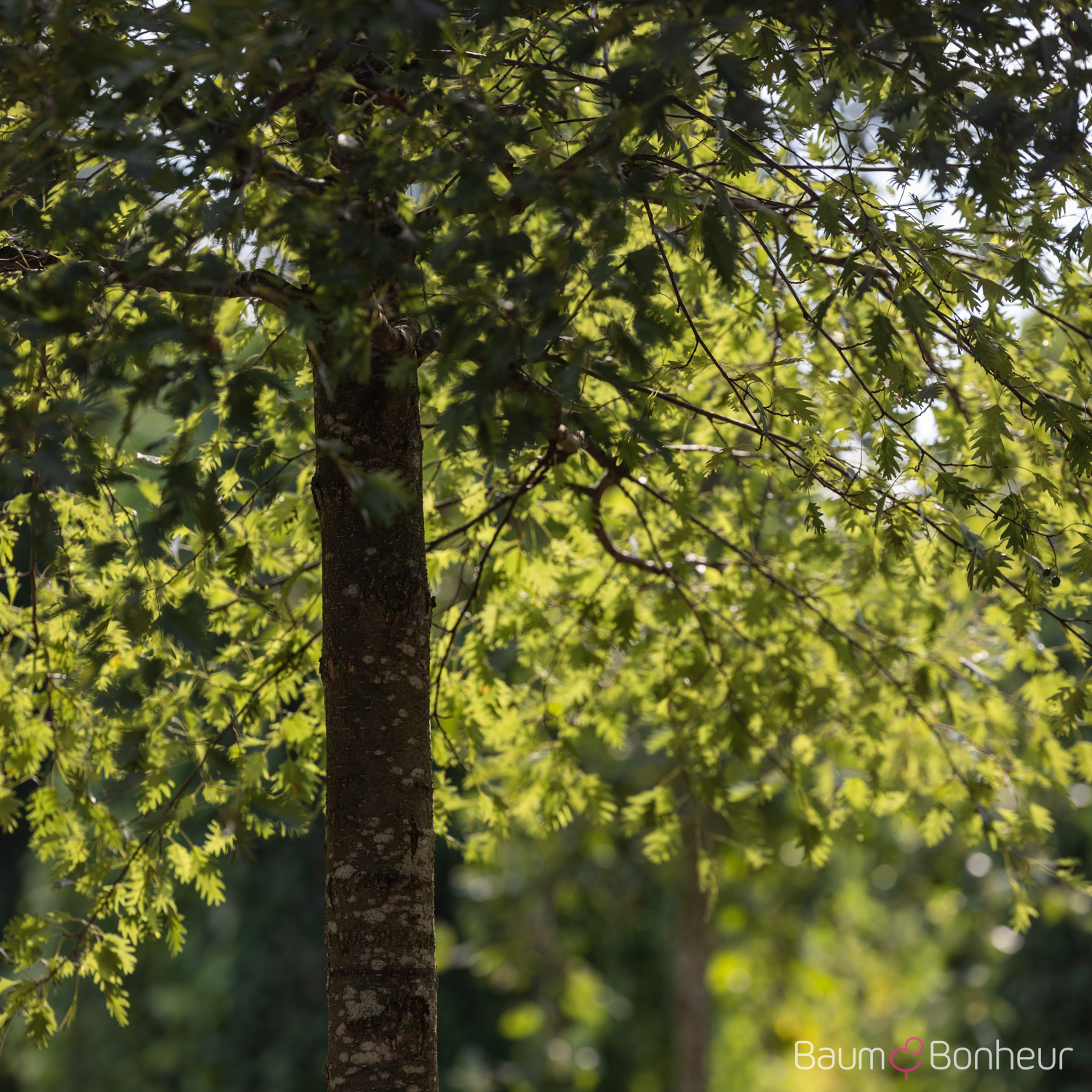 Alnus glutinosa 'Laciniata'