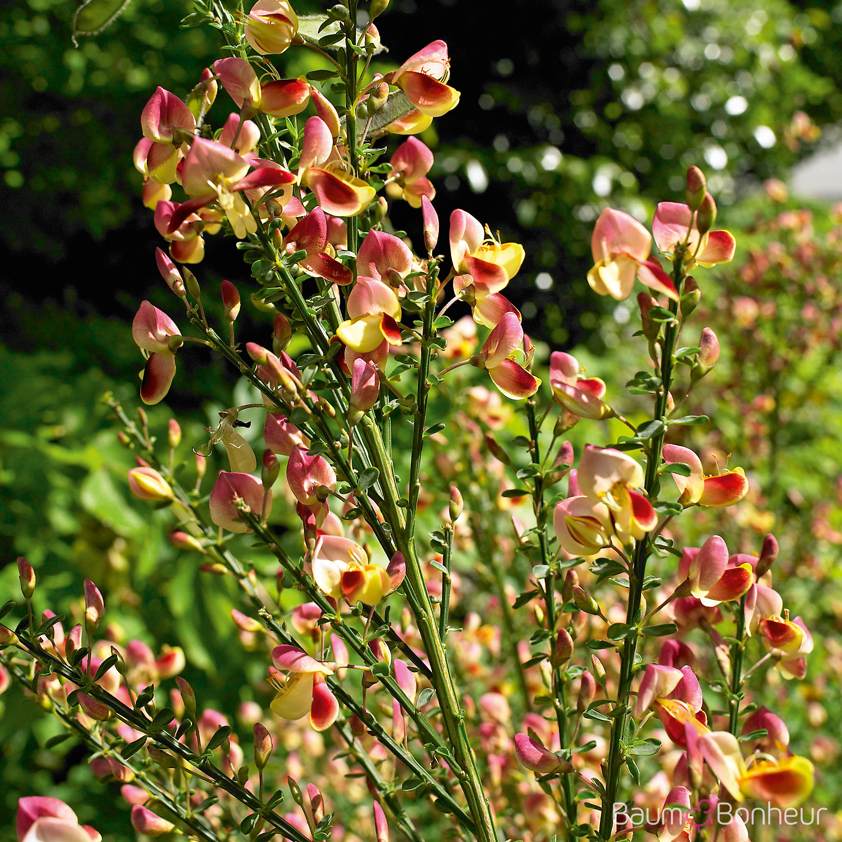 Cytisus scoparius 'Burkwoodii'