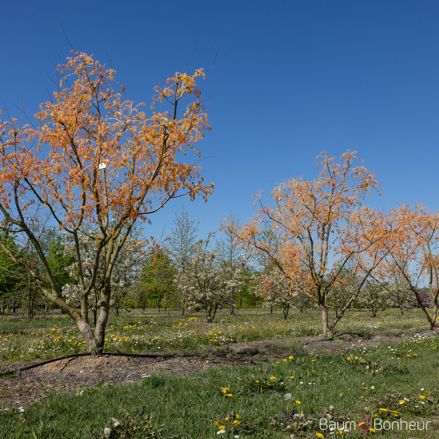Koelreuteria paniculata 'Coral Sun'