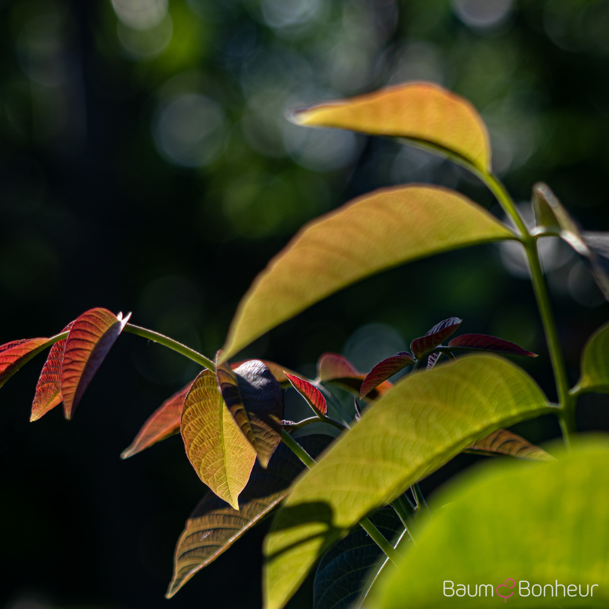 Juglans regia