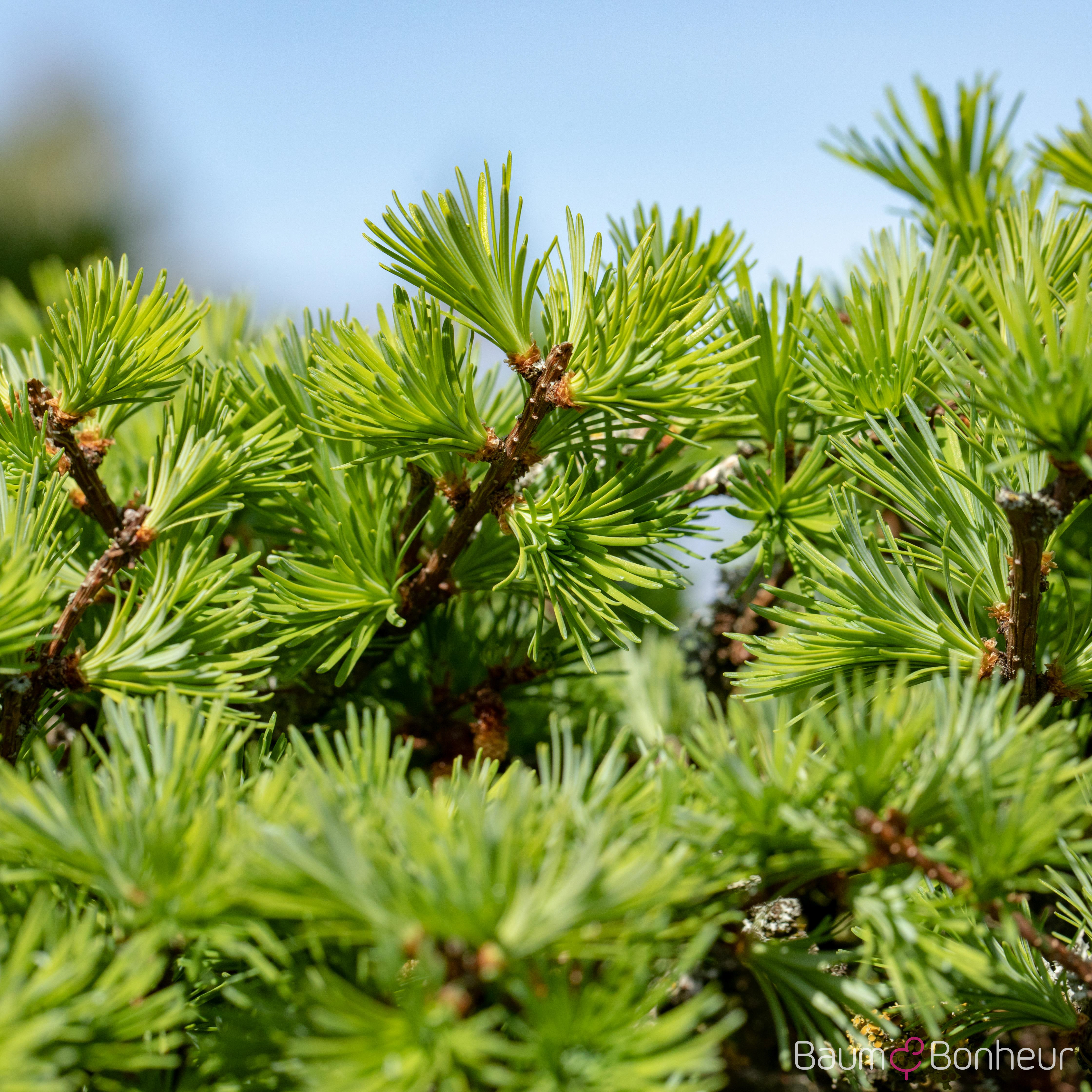 Larix decidua