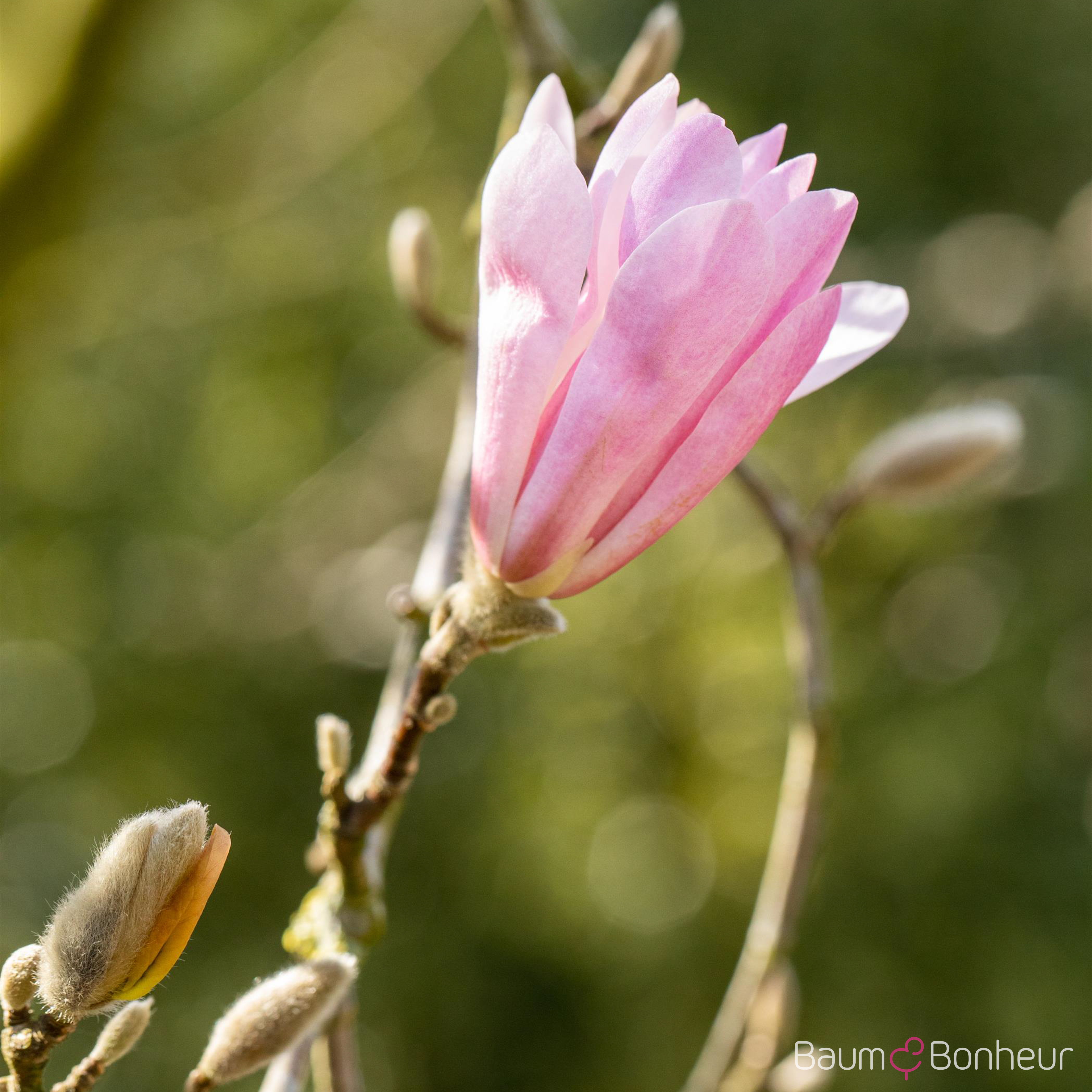 Magnolia stellata 'George Henry Kern'