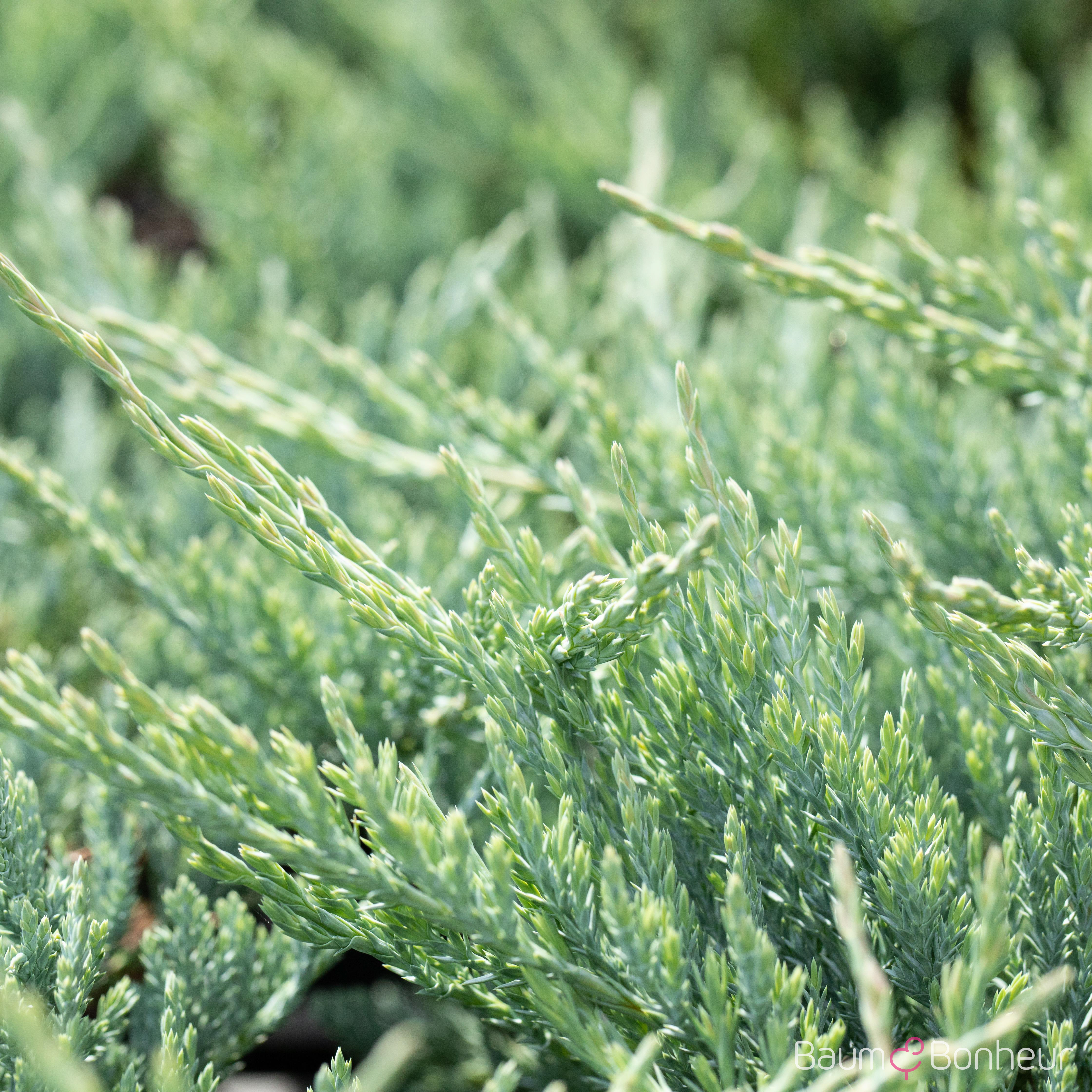 Juniperus horizontalis 'Blue Chip' -R-