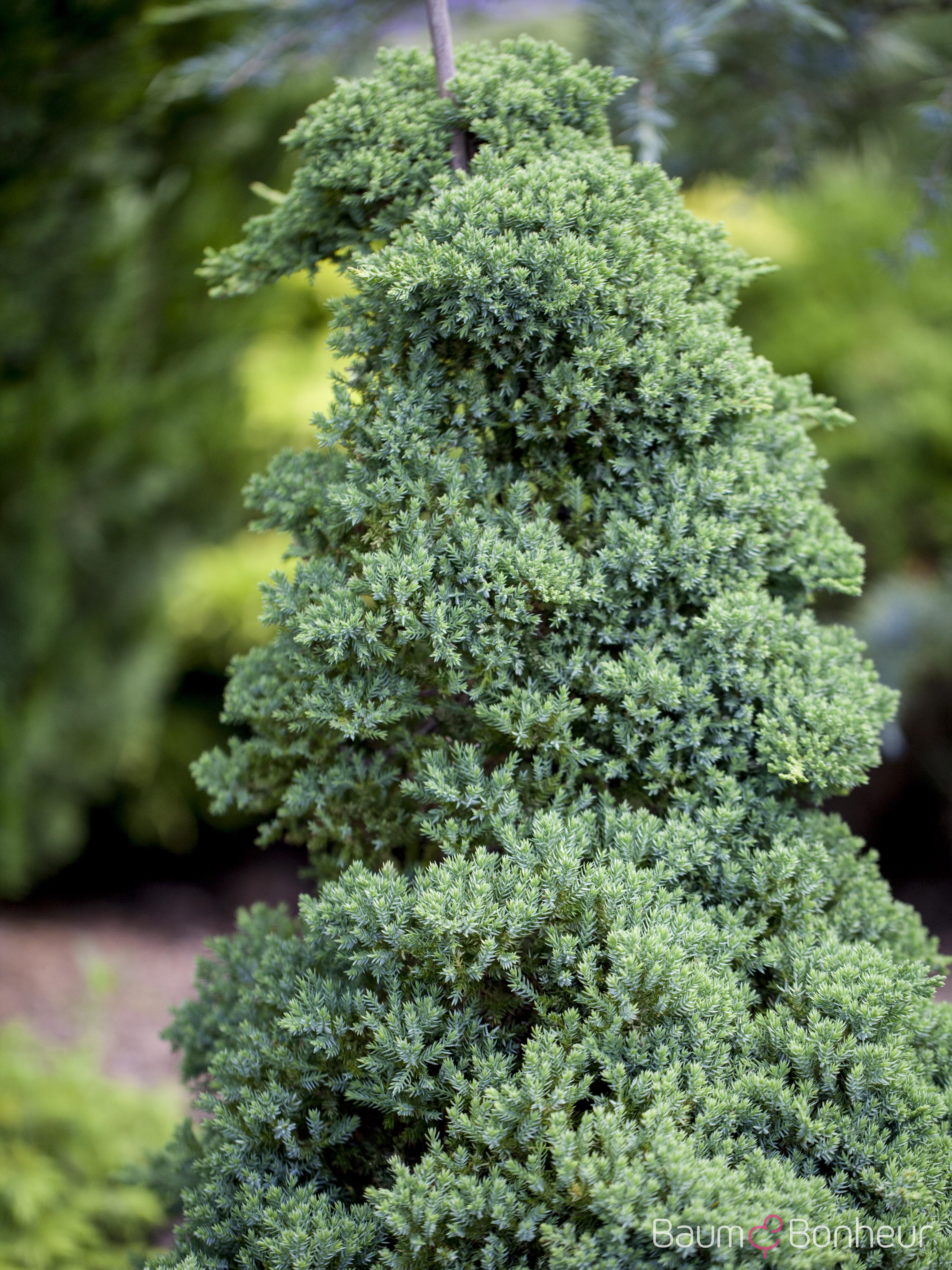 Juniperus communis 'Repanda'
