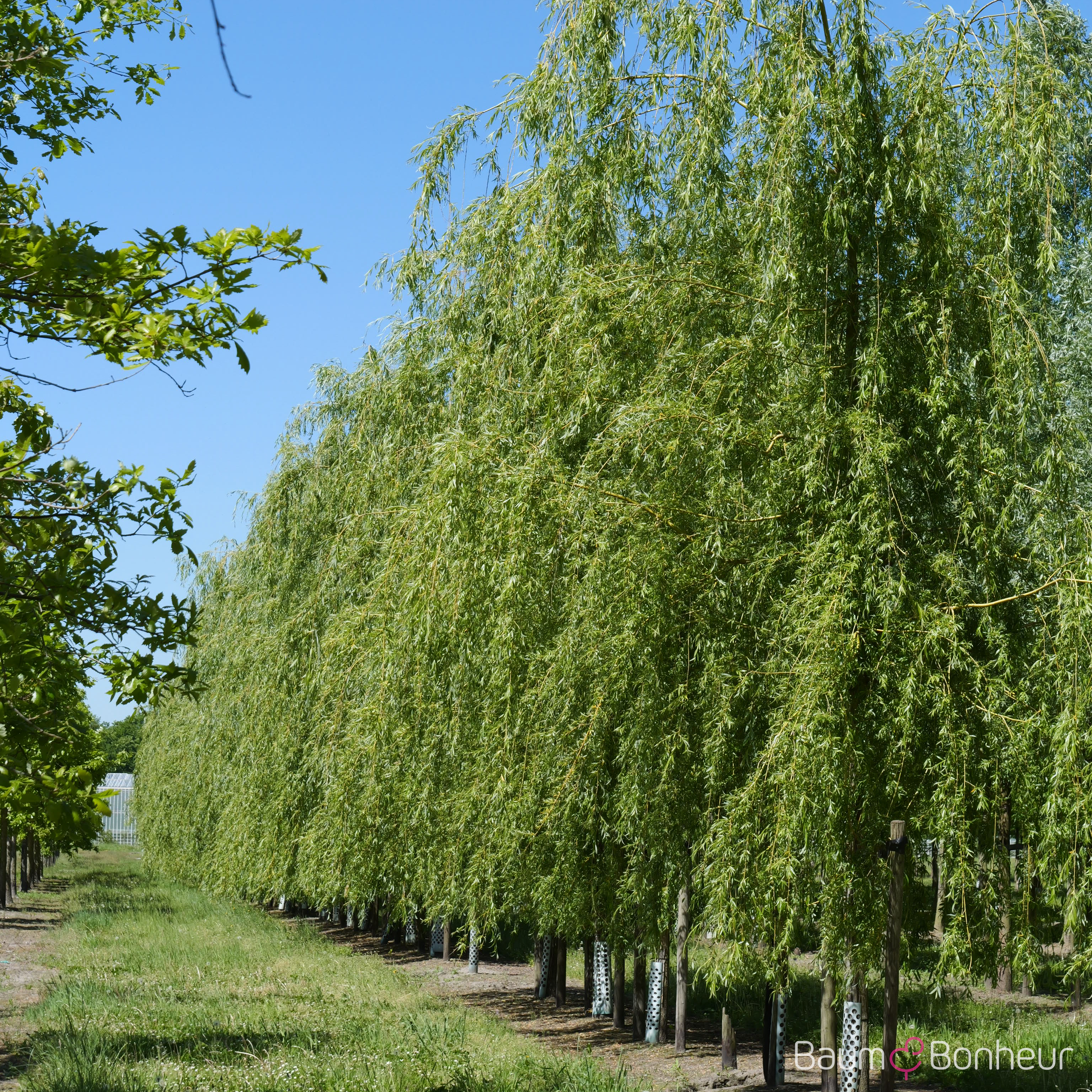 Salix alba 'Tristis'