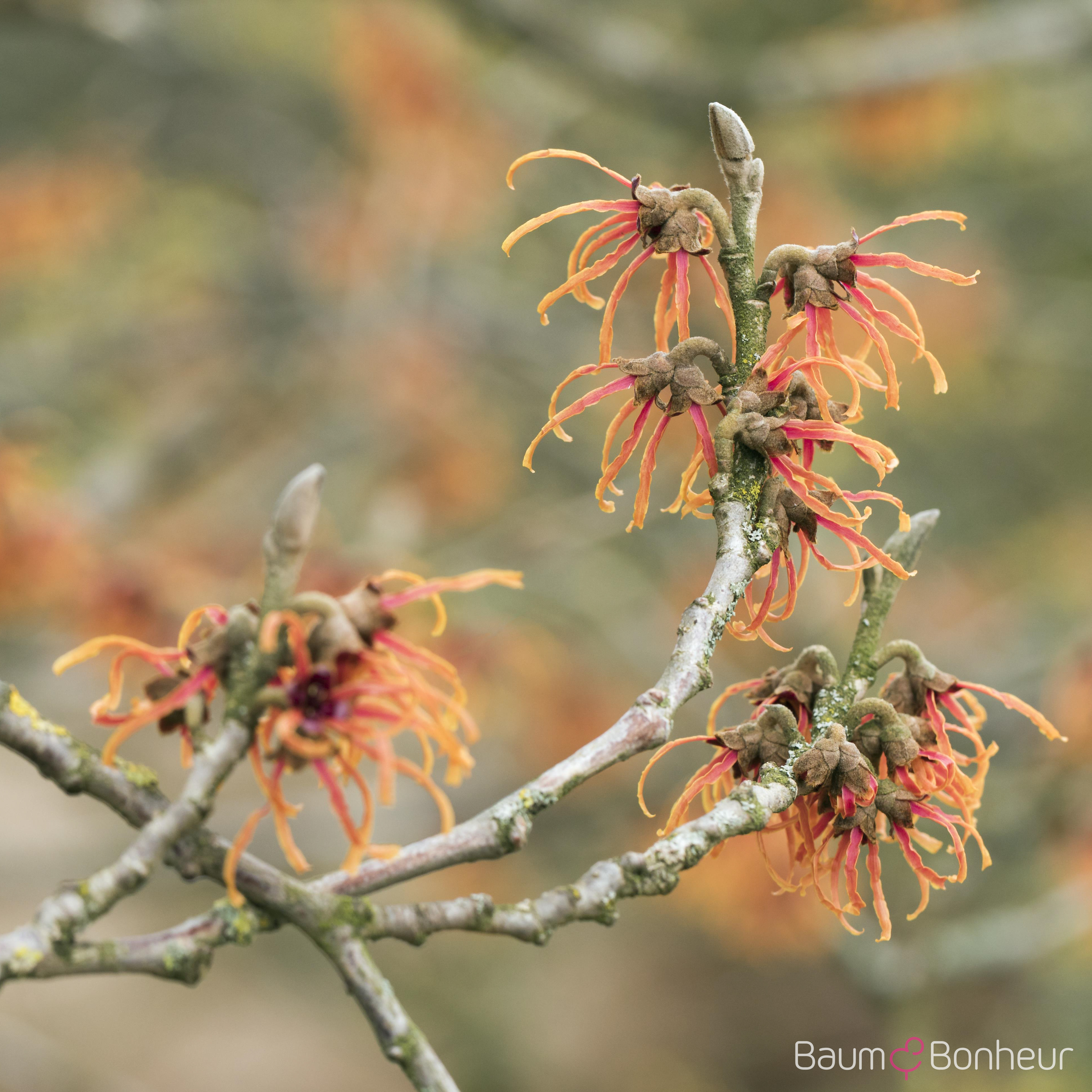 Hamamelis intermedia 'Jelena'