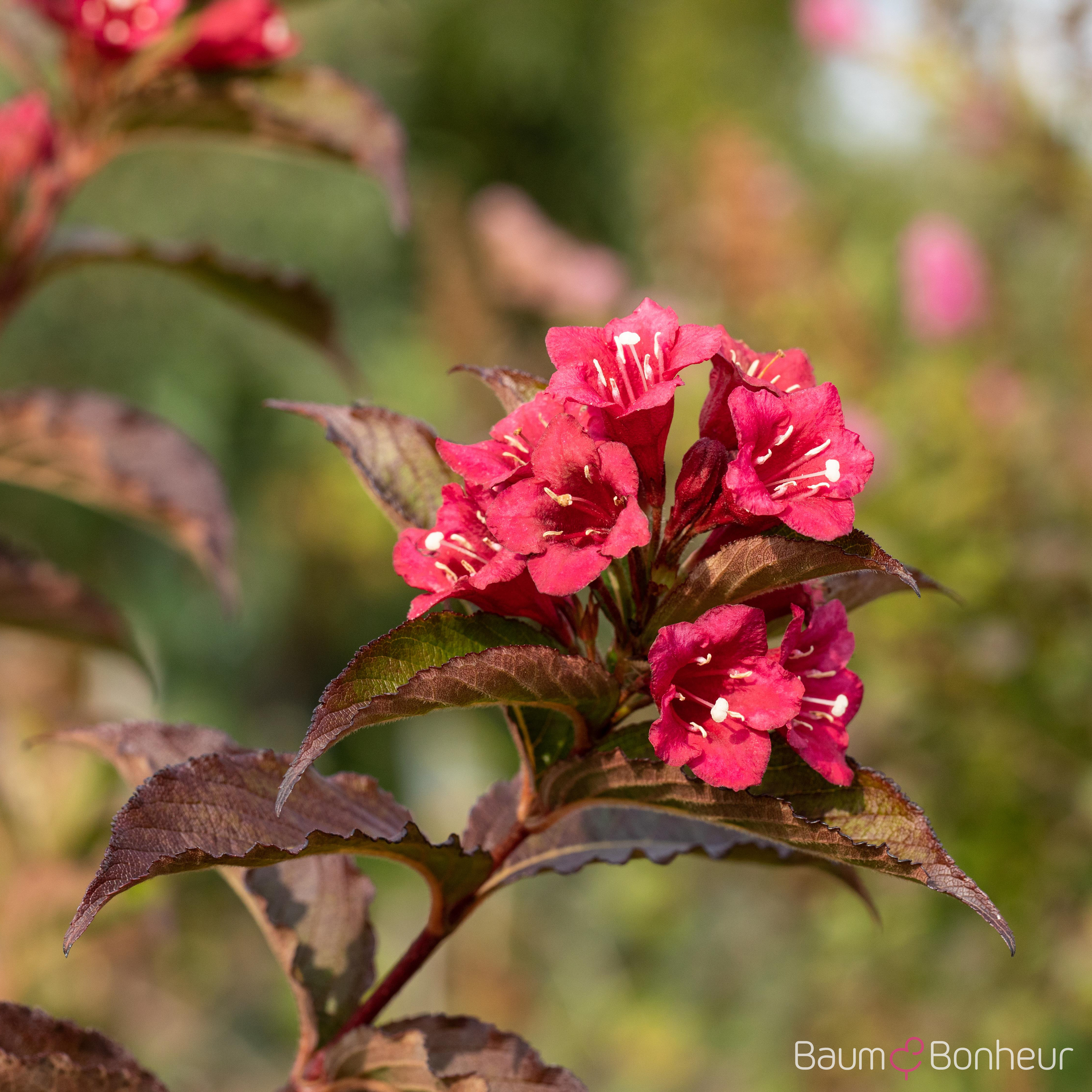 Weigela 'Bristol Ruby'