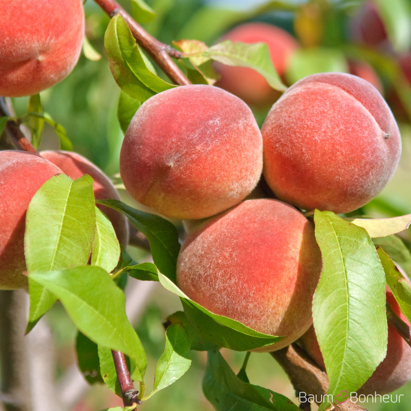 Prunus persica 'Revita'®