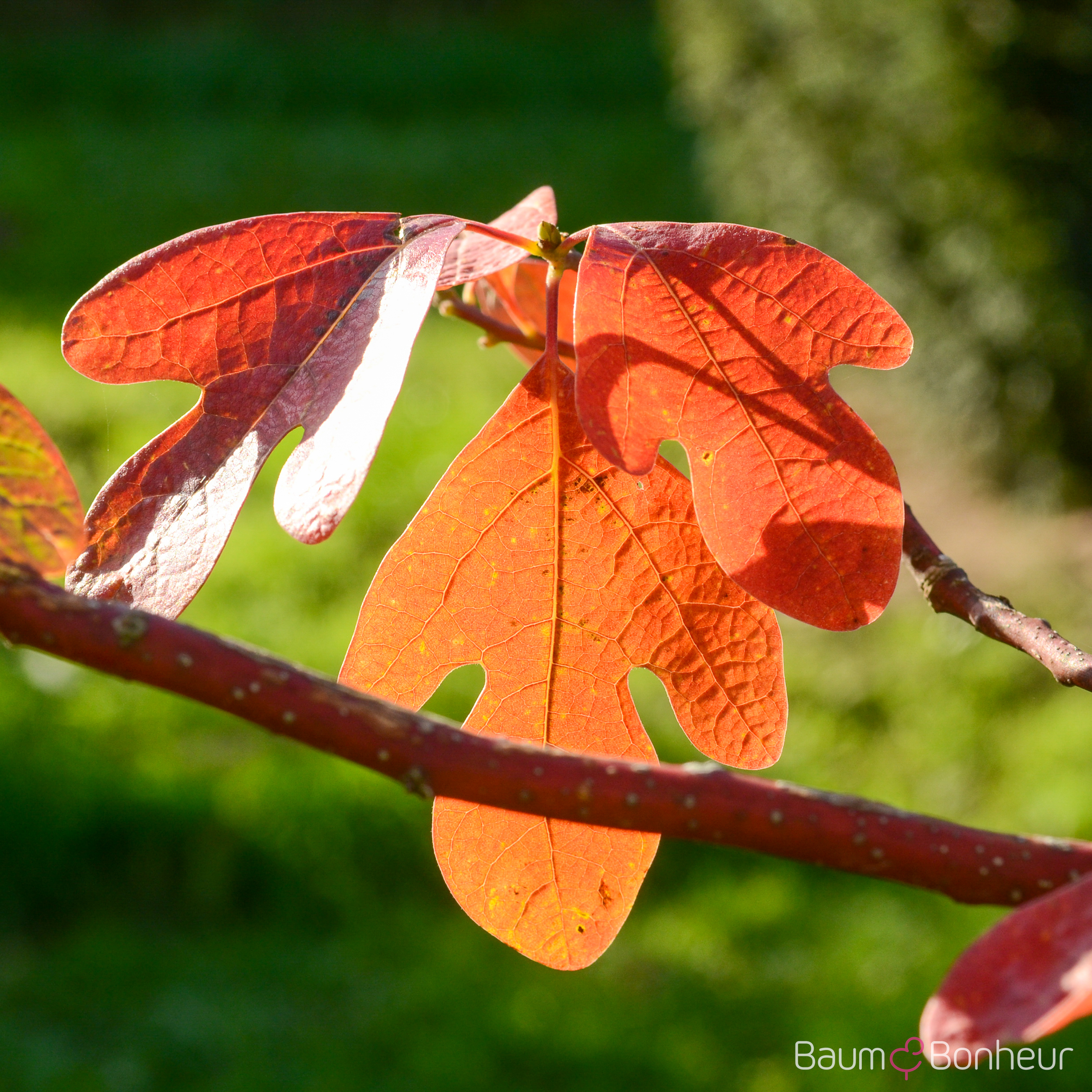 Sassafras albidum