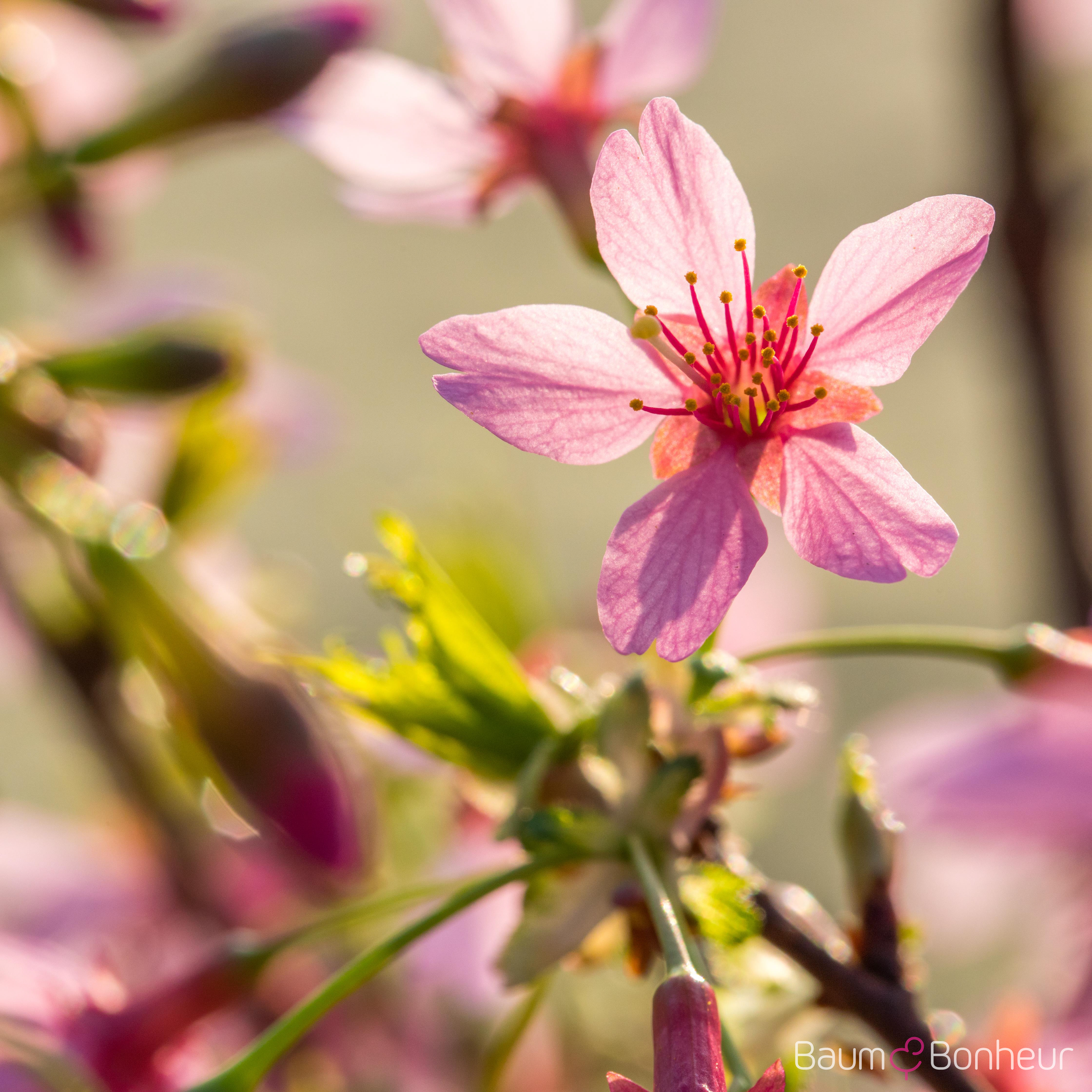 Prunus 'Okame'