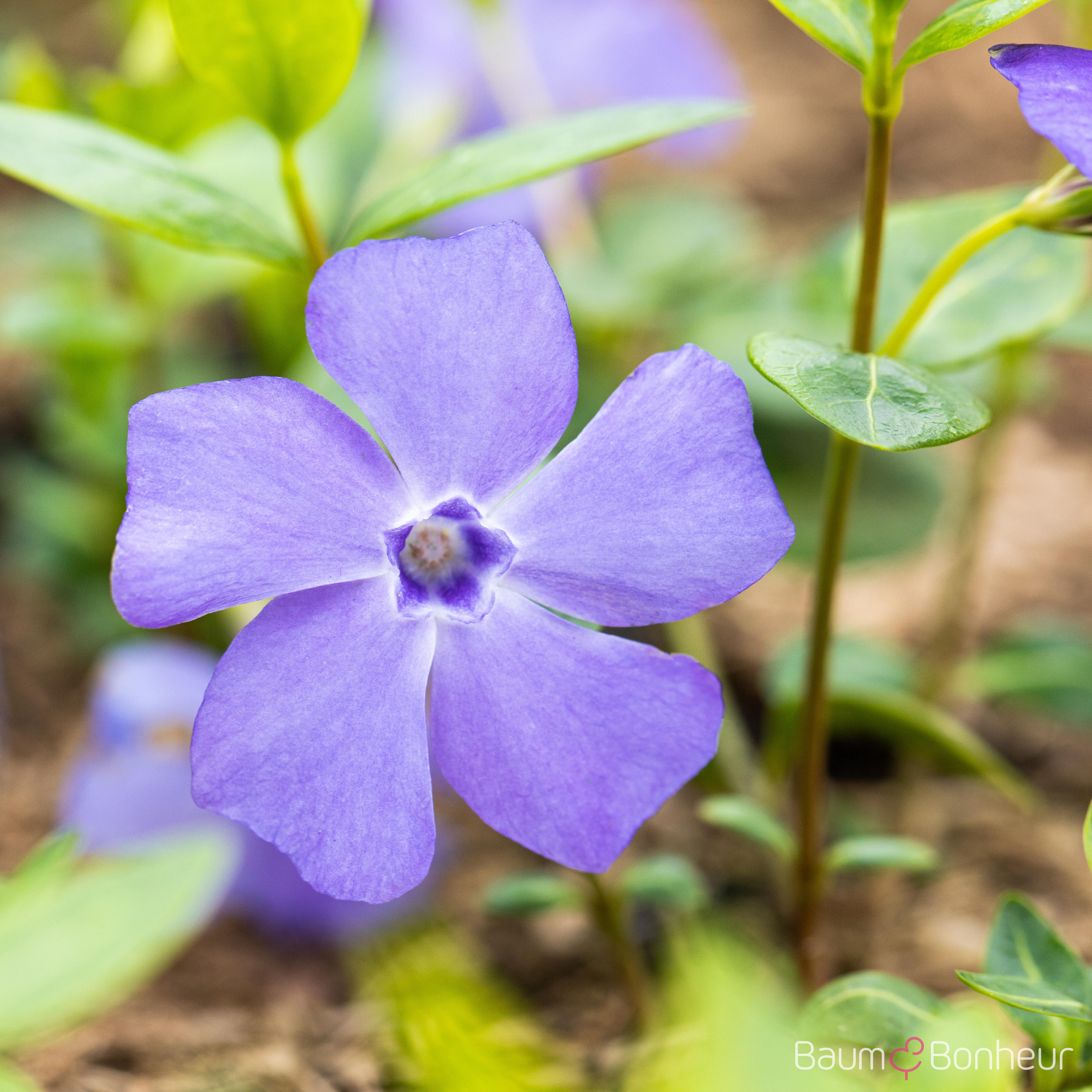 Vinca minor