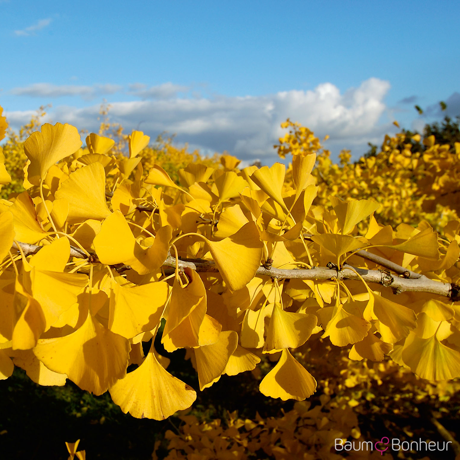 Ginkgo biloba 'Dila' -S-