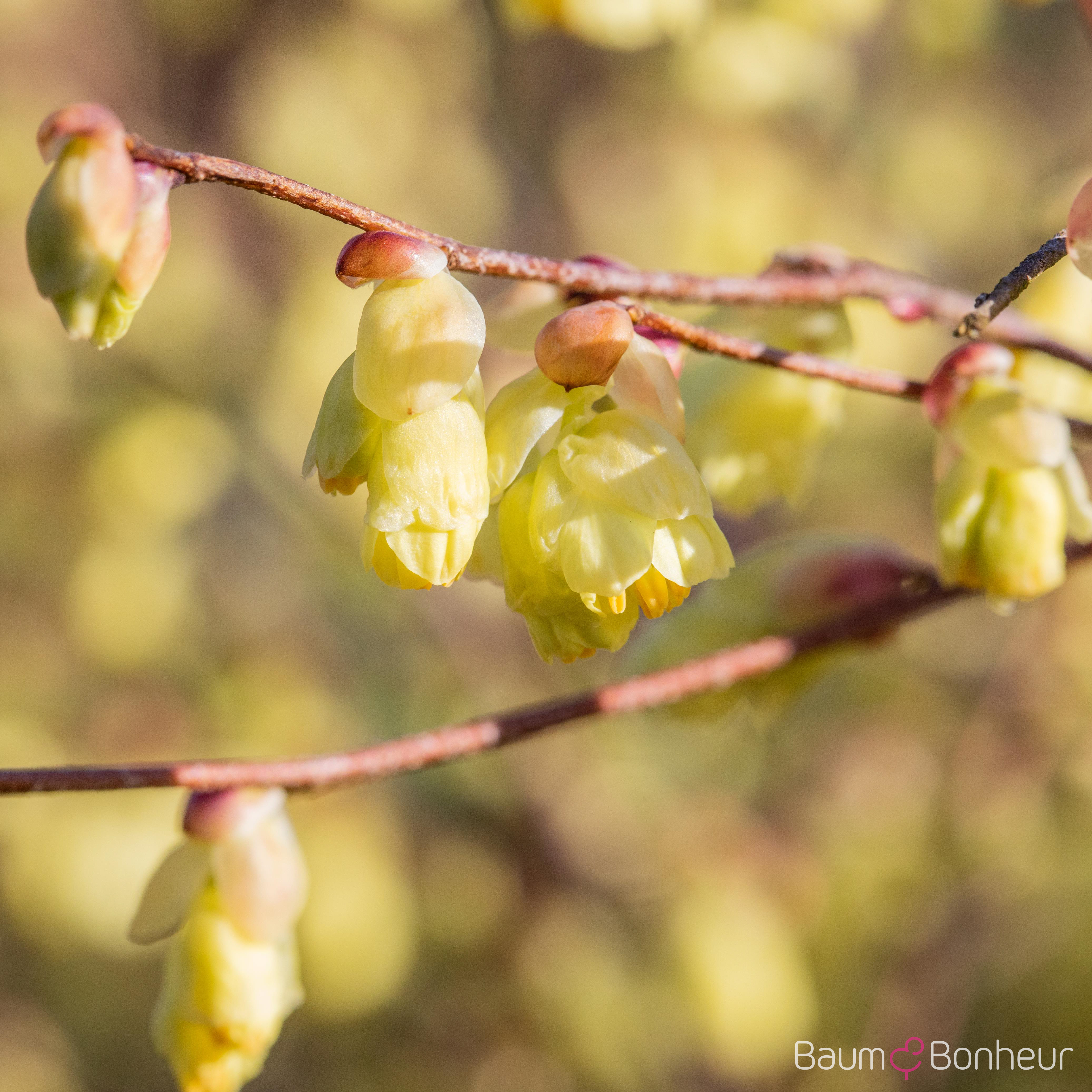 Corylopsis pauciflora