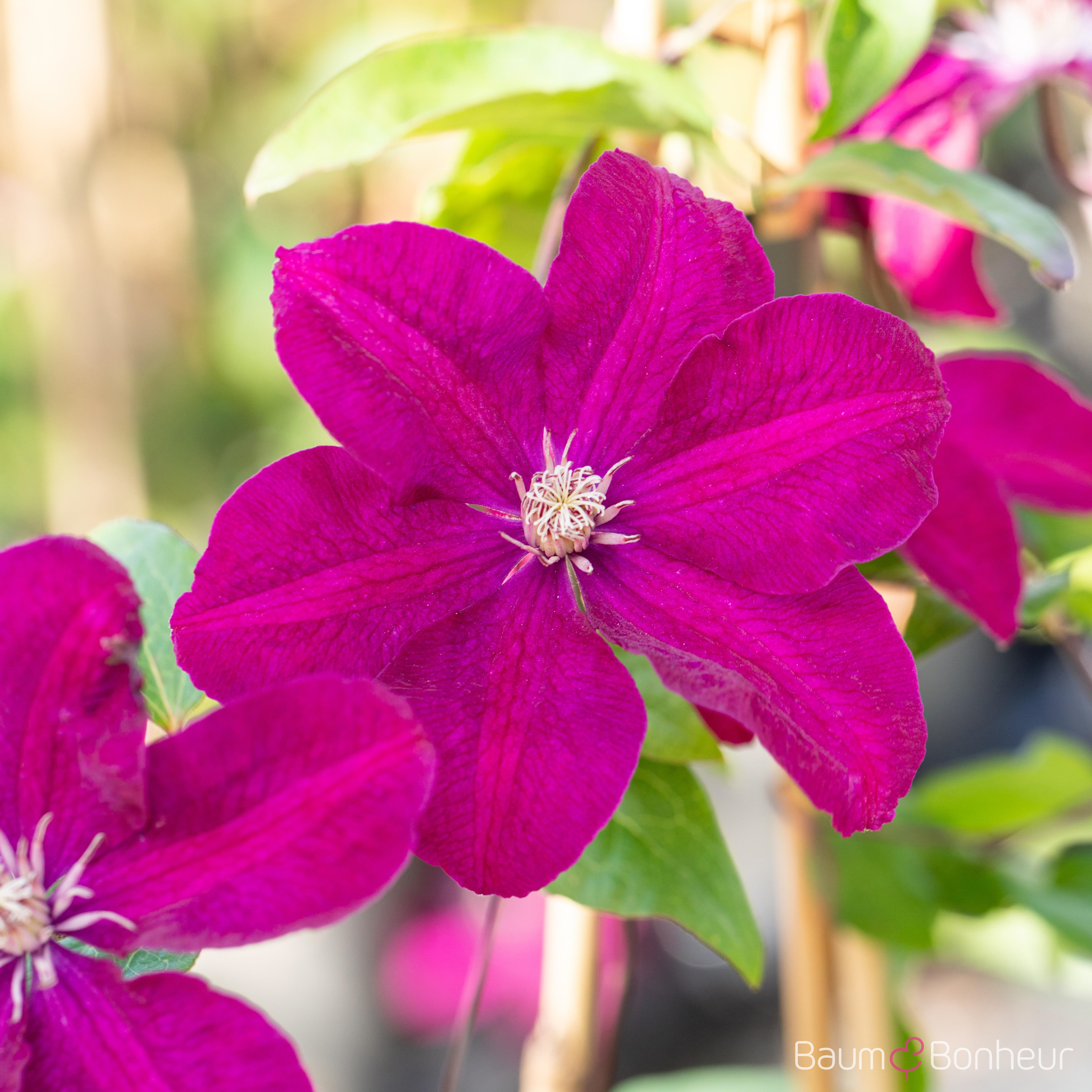 Clematis 'Ernest Markham'