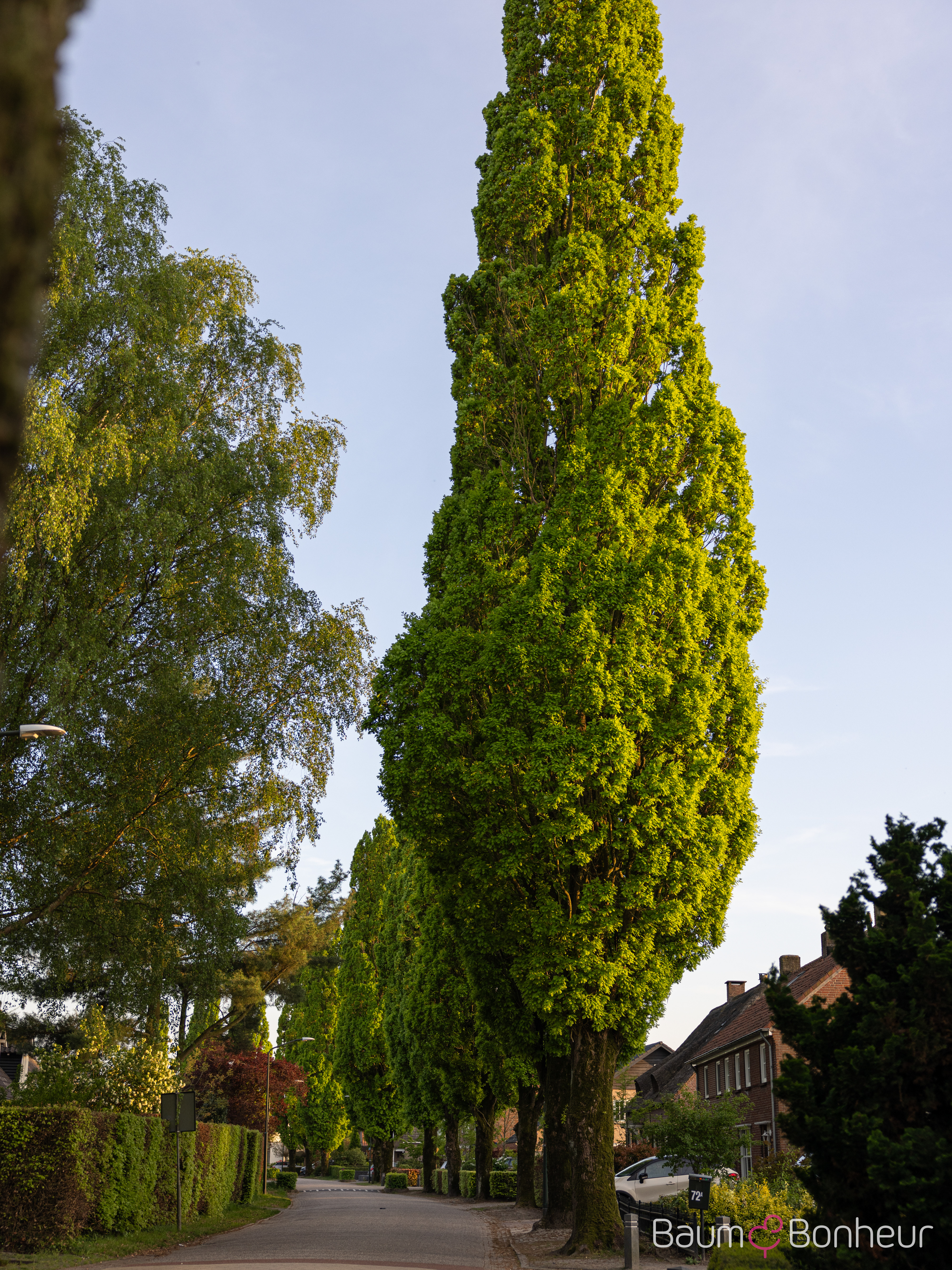 Quercus robur 'Fastigiata Koster'