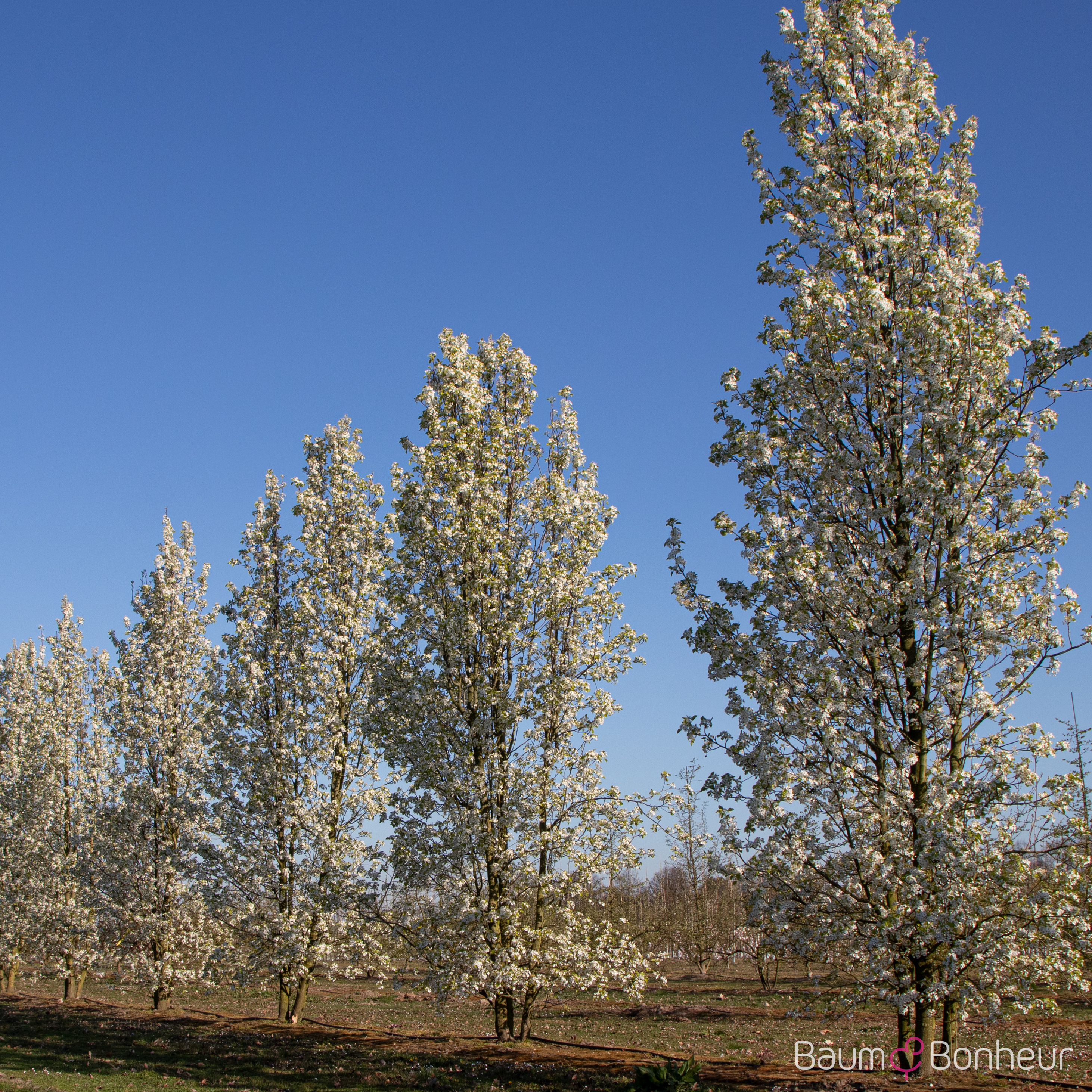 Pyrus calleryana 'Chanticleer'