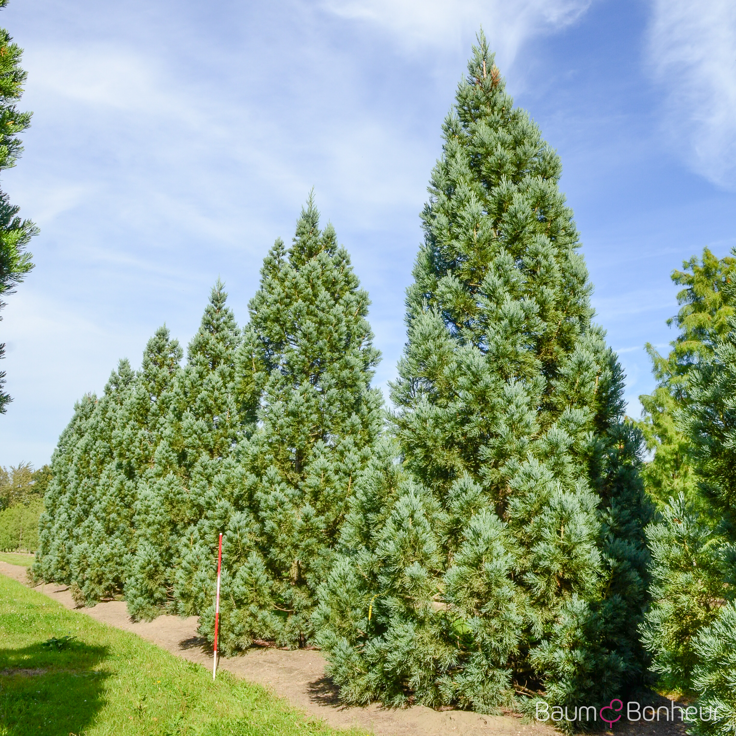 Sequoiadendron giganteum 'Glaucum'