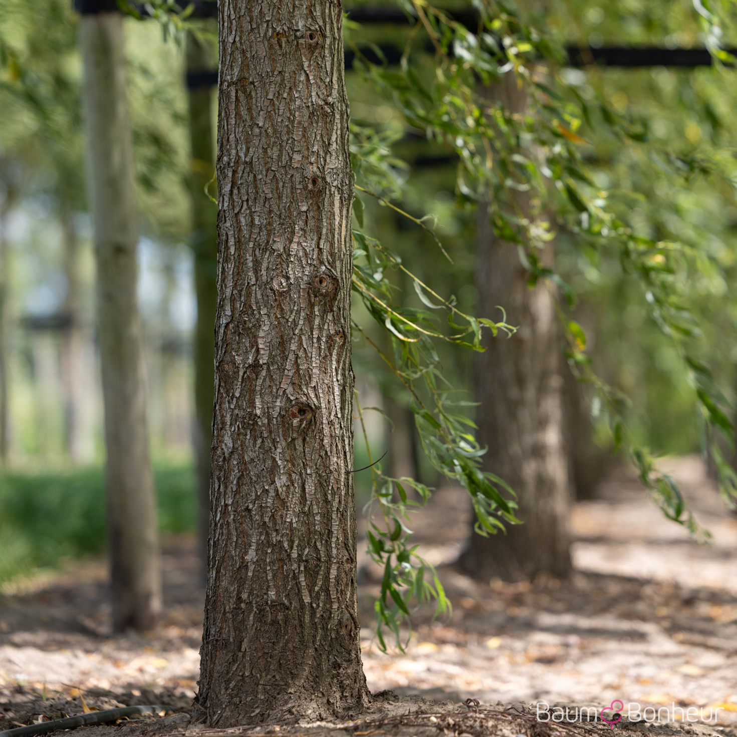 Salix alba 'Tristis'