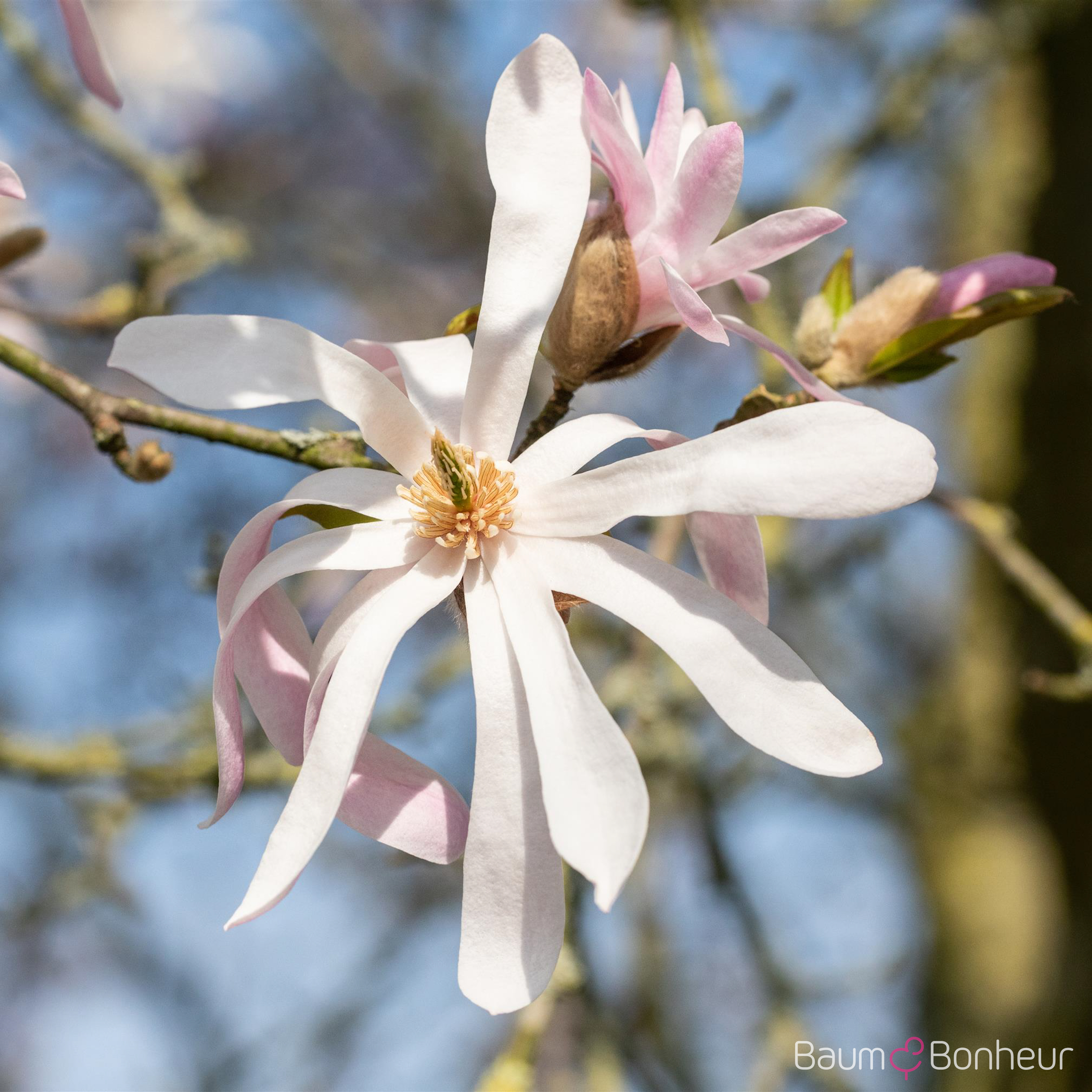 Magnolia stellata 'George Henry Kern'