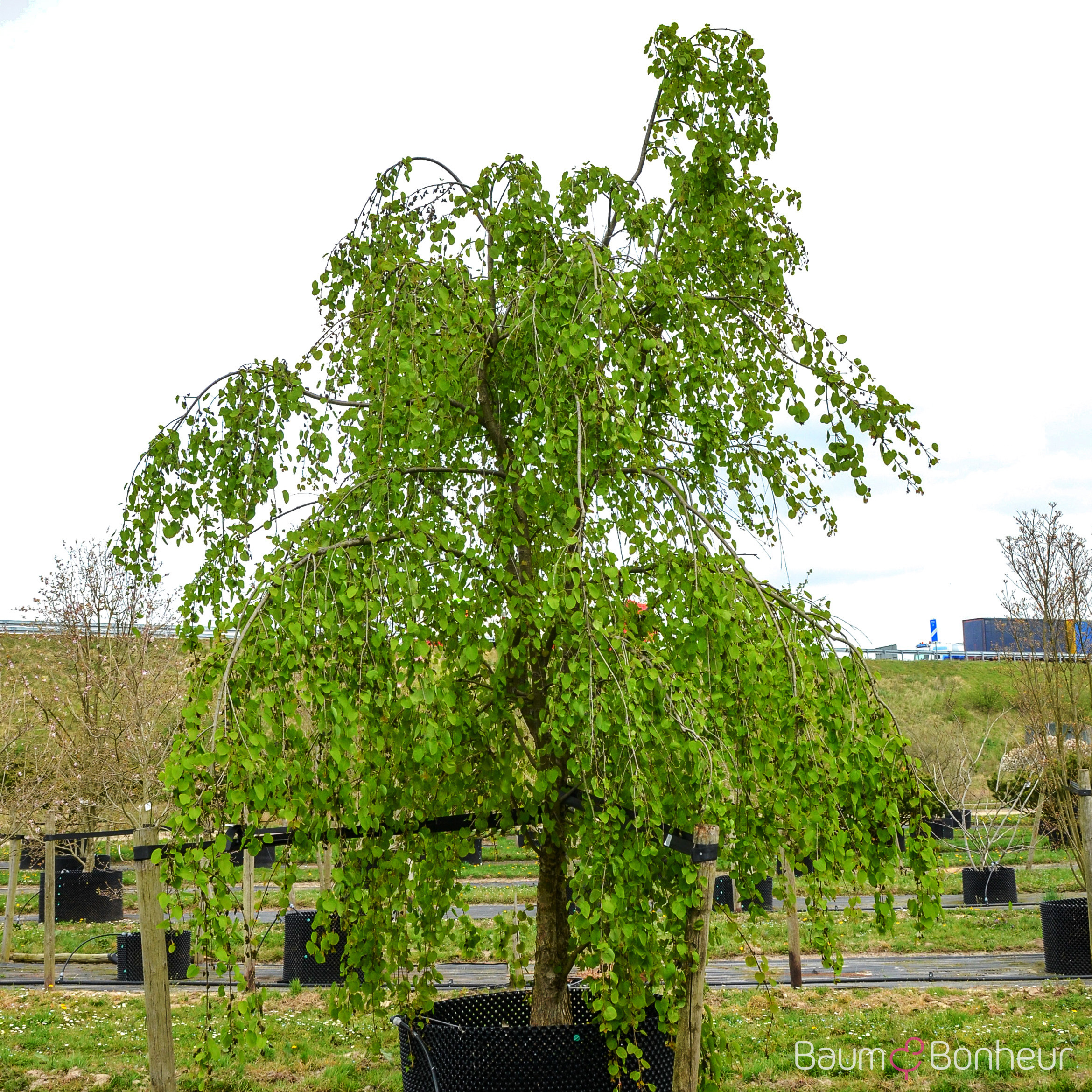 Cercidiphyllum japonicum 'Pendulum'